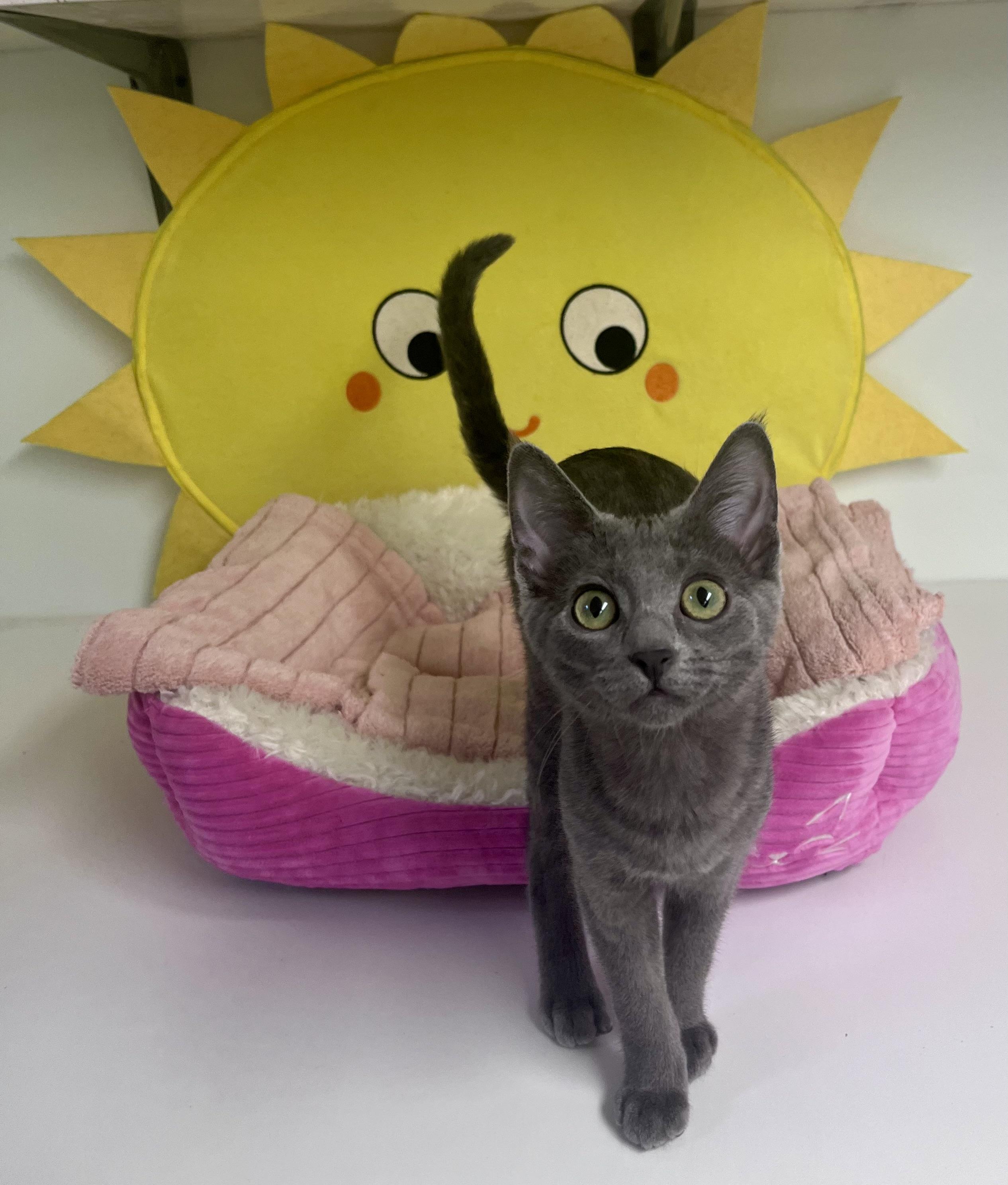 Vienna, a ADOPTABLE mixed breed in Hermosa Beach, CA image 2/6