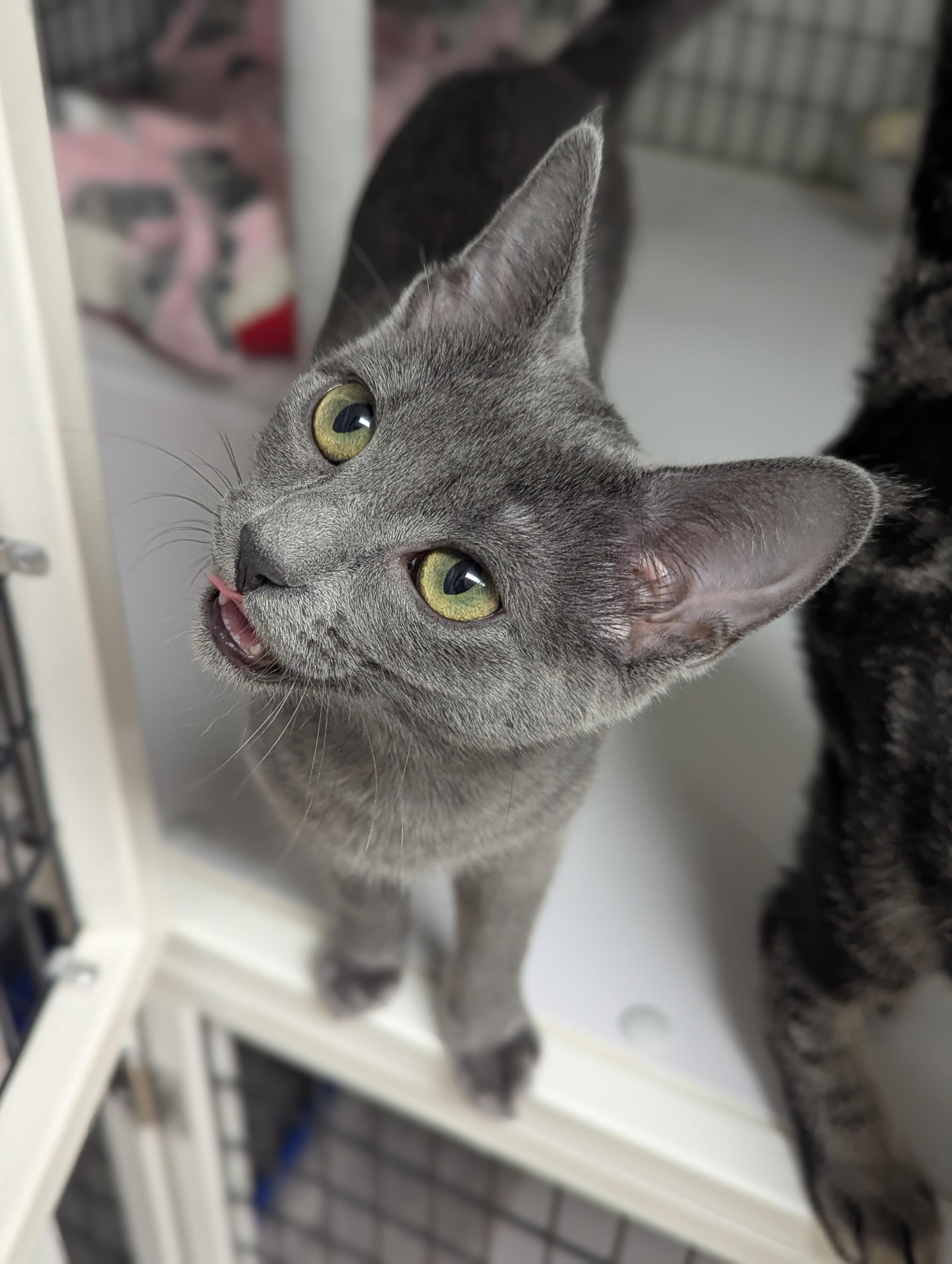 Vienna, a ADOPTABLE mixed breed in Hermosa Beach, CA image 5/6