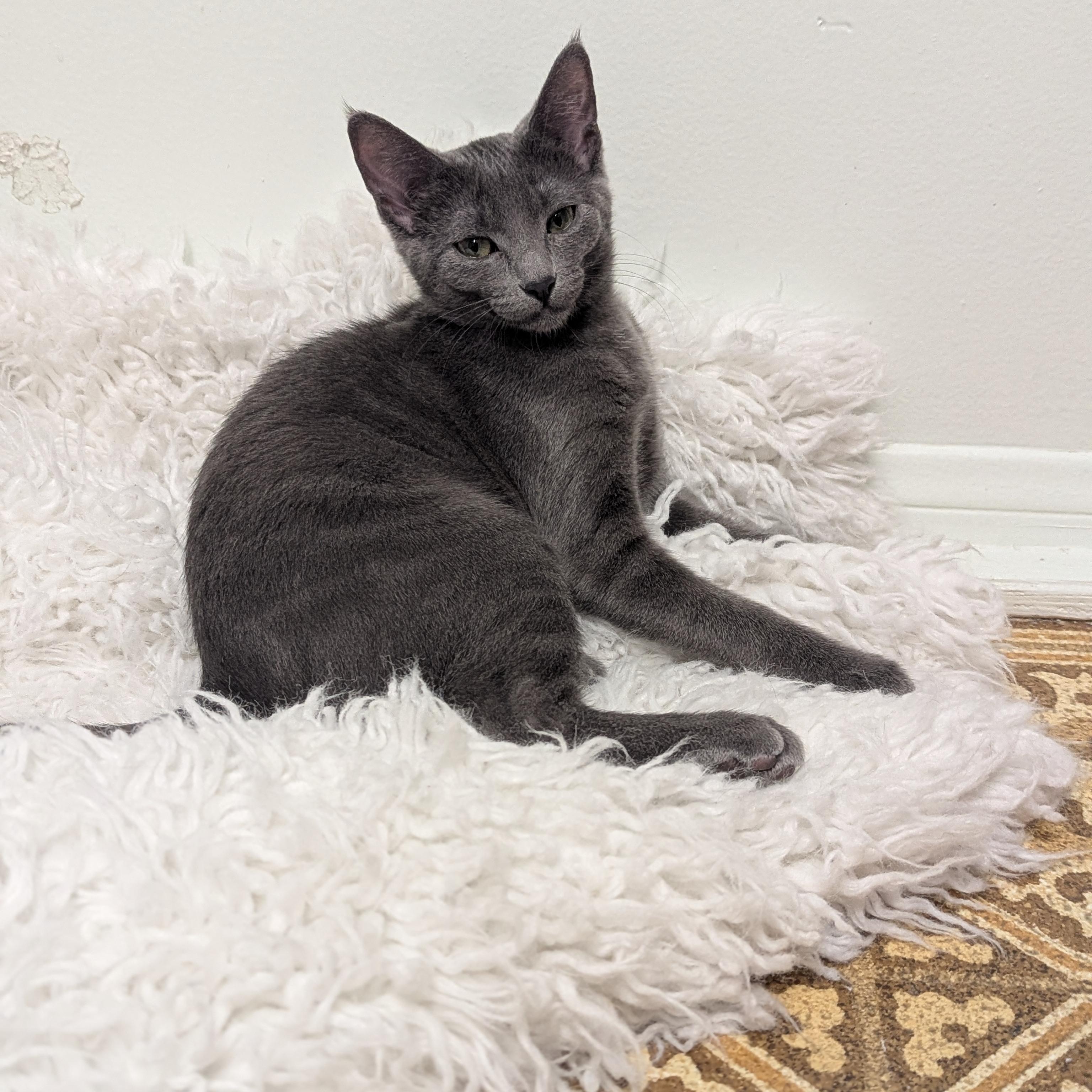 Vienna, a ADOPTABLE mixed breed in Hermosa Beach, CA image 3/6