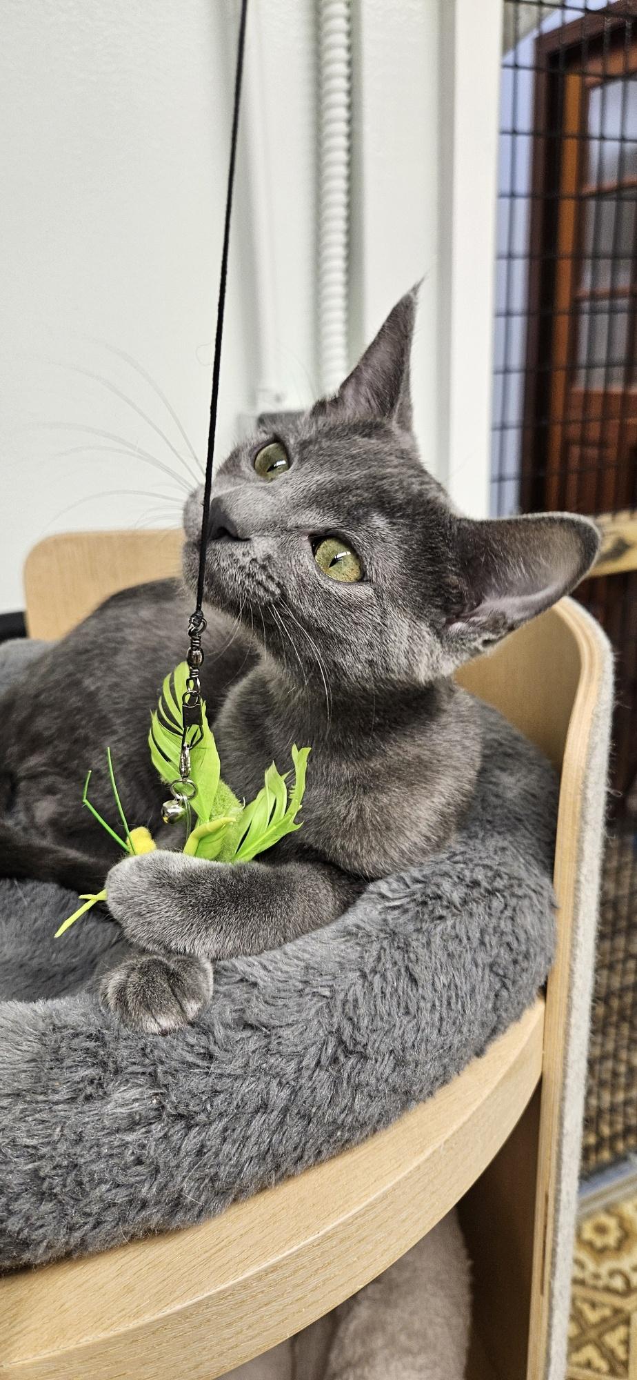 Vienna, a ADOPTABLE mixed breed in Hermosa Beach, CA image 4/6