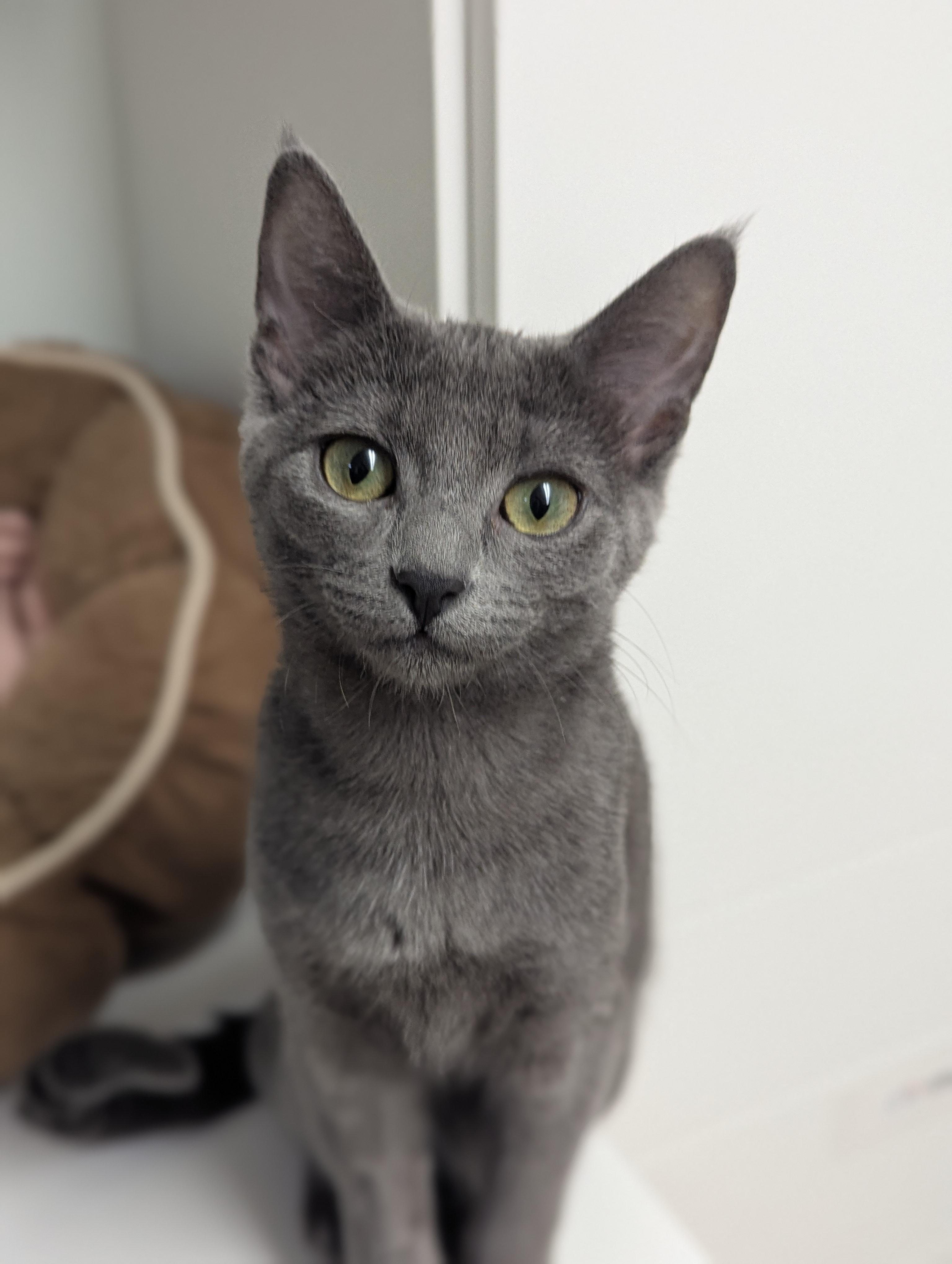 Vienna, a ADOPTABLE mixed breed in Hermosa Beach, CA image 6/6