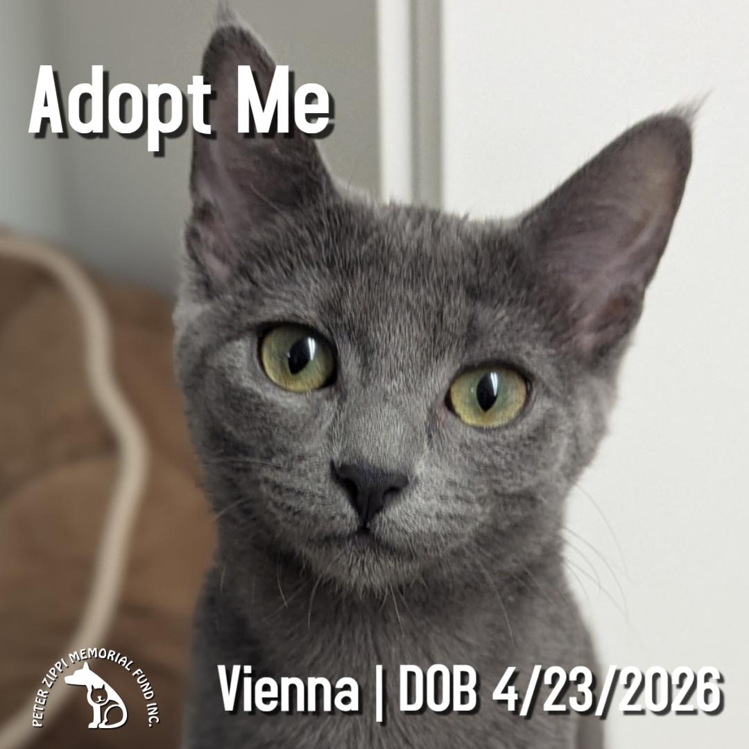Vienna, ADOPTABLE, Kitten Female Domestic Short Hair & Tabby.