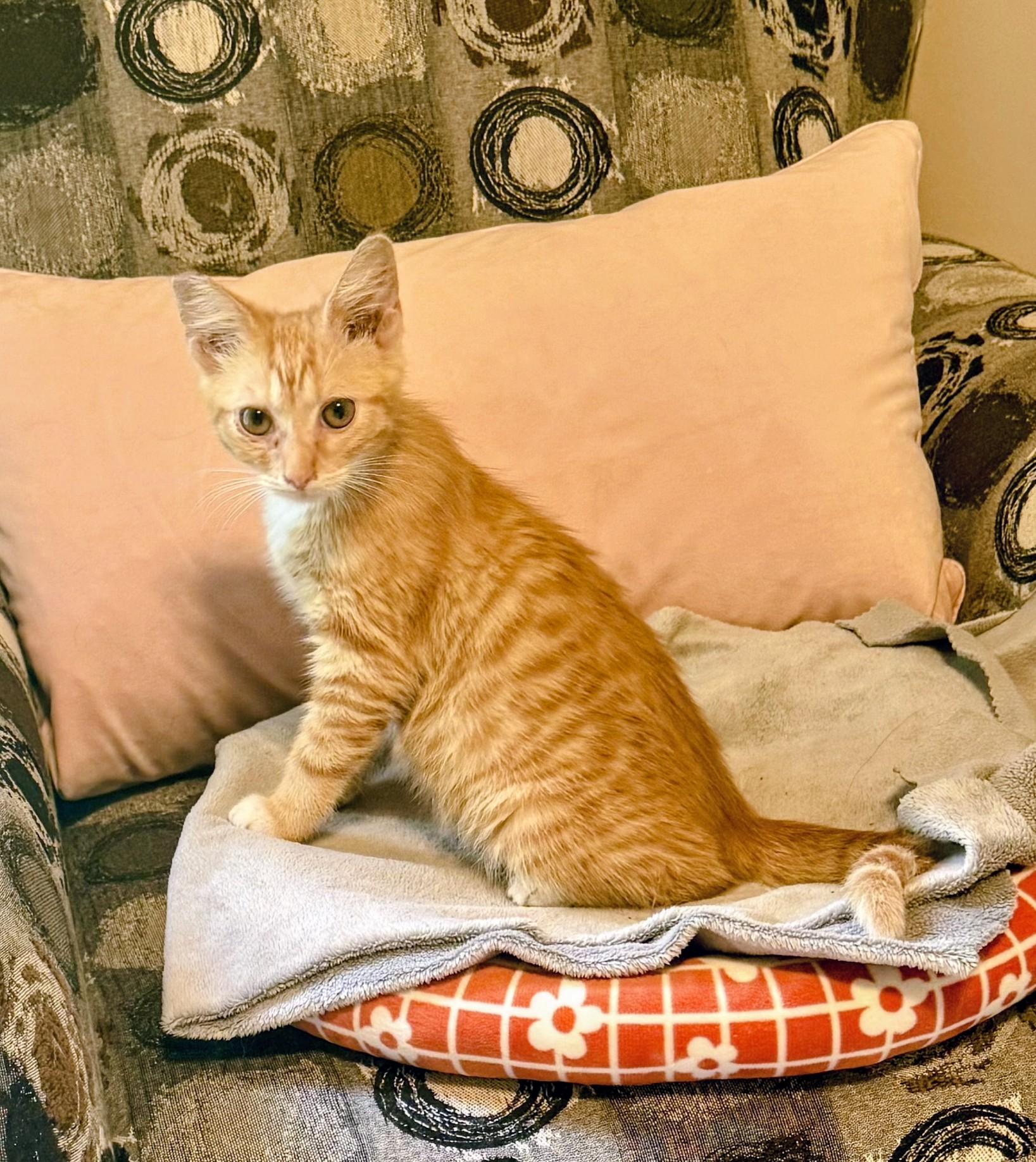 THOMAS, an adopted Tabby in Lebanon, TN image 4/4