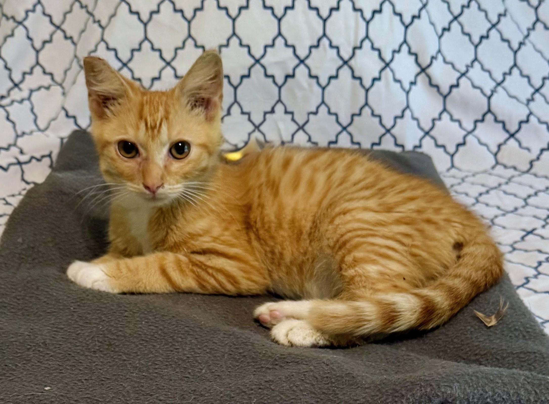 THOMAS, an adopted Tabby in Lebanon, TN image 2/4