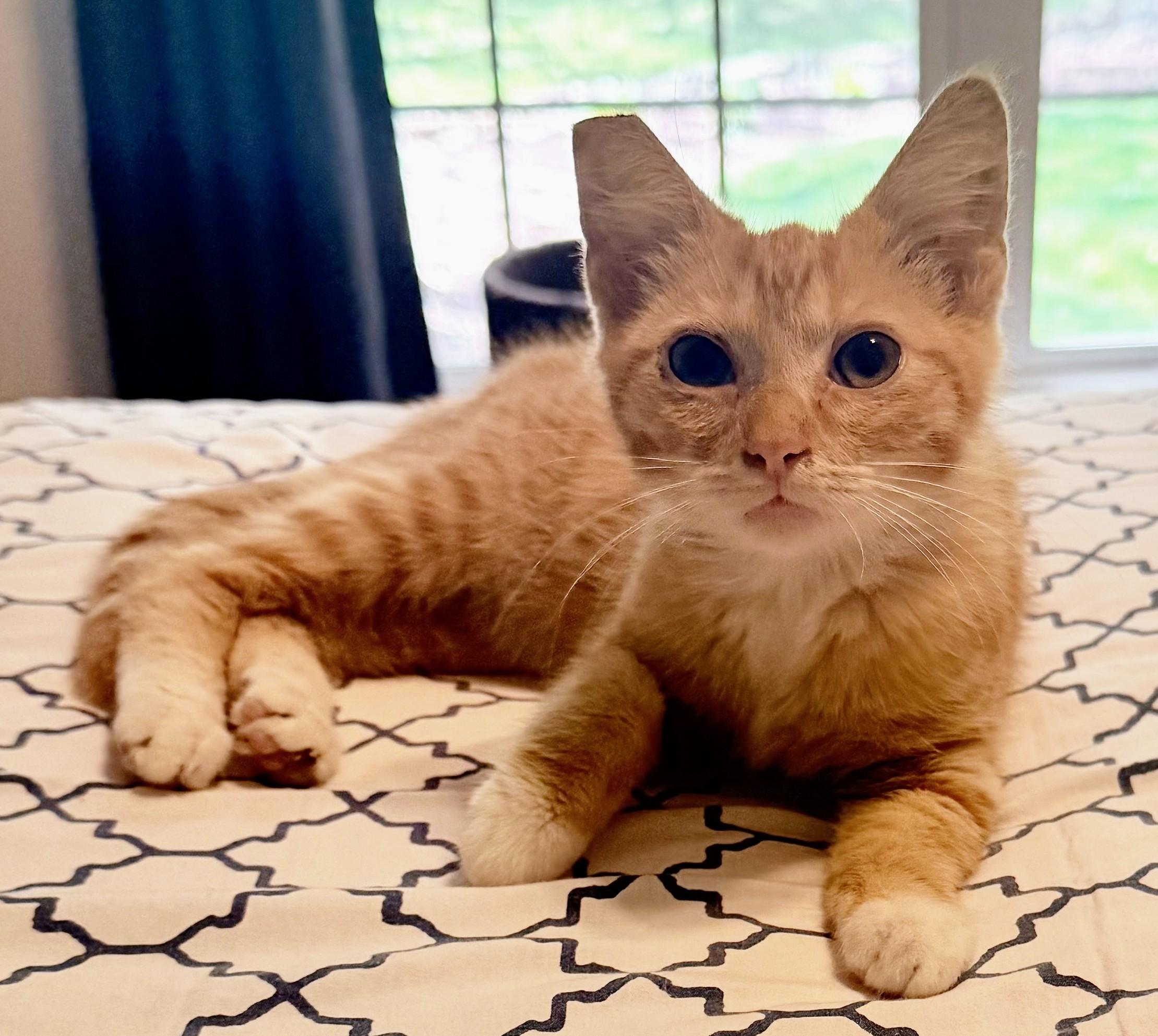 THOMAS, an adopted Tabby in Lebanon, TN image 1/4