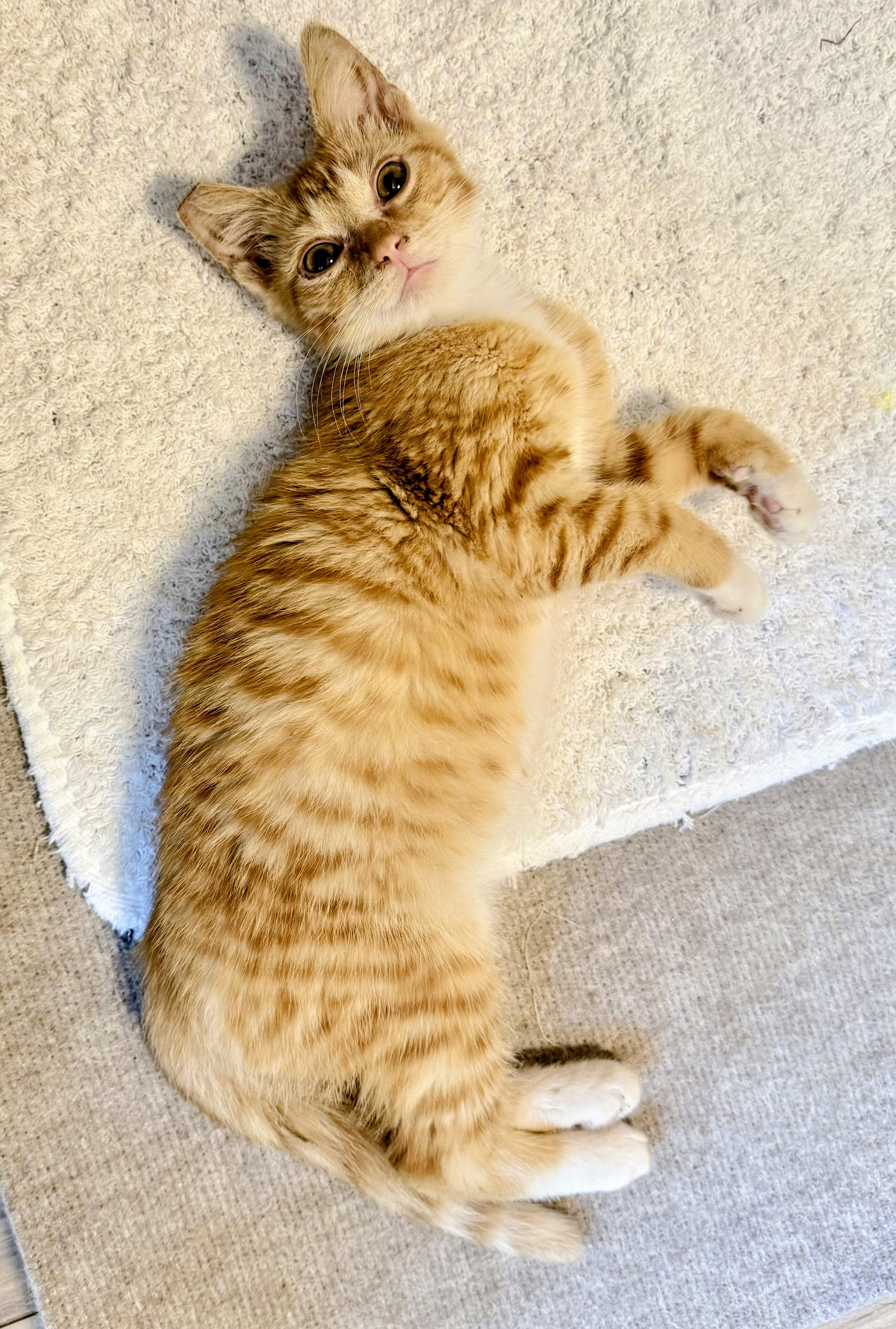 THOMAS, an adopted Tabby in Lebanon, TN image 3/4