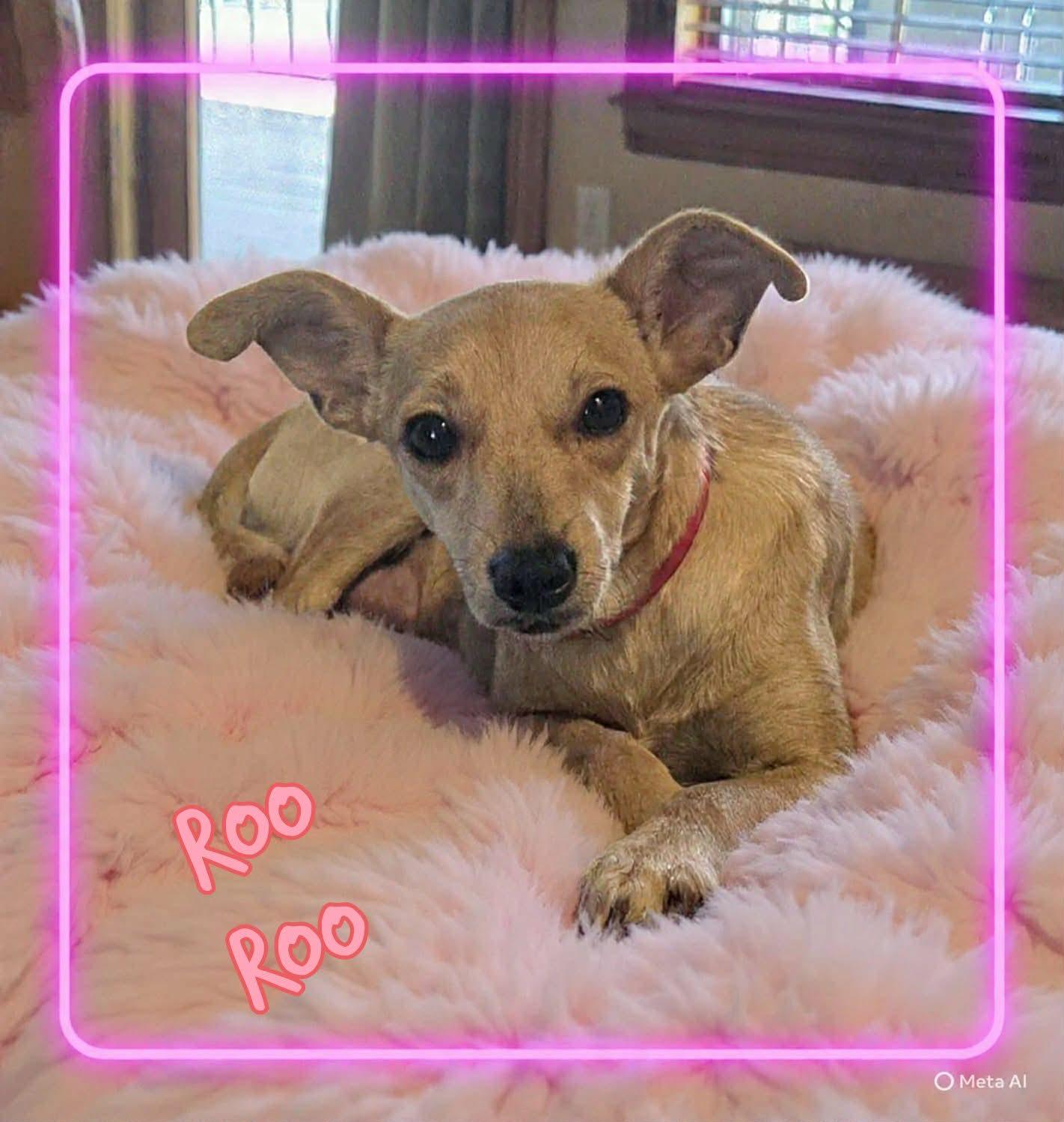 Enlarge Roo, an adopted mixed breed in Grove, OK image 3/4