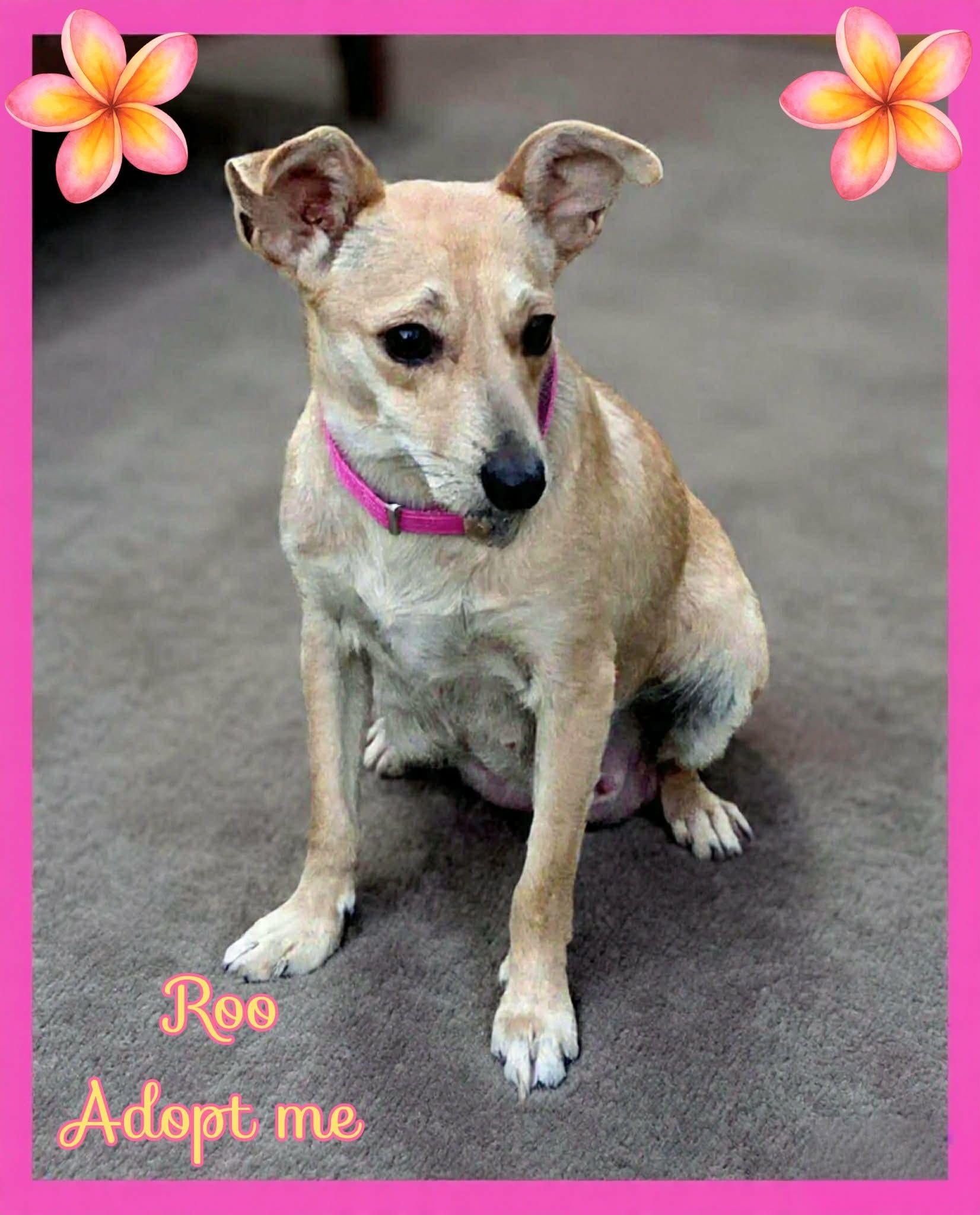 Enlarge Roo, an adopted mixed breed in Grove, OK image 2/4
