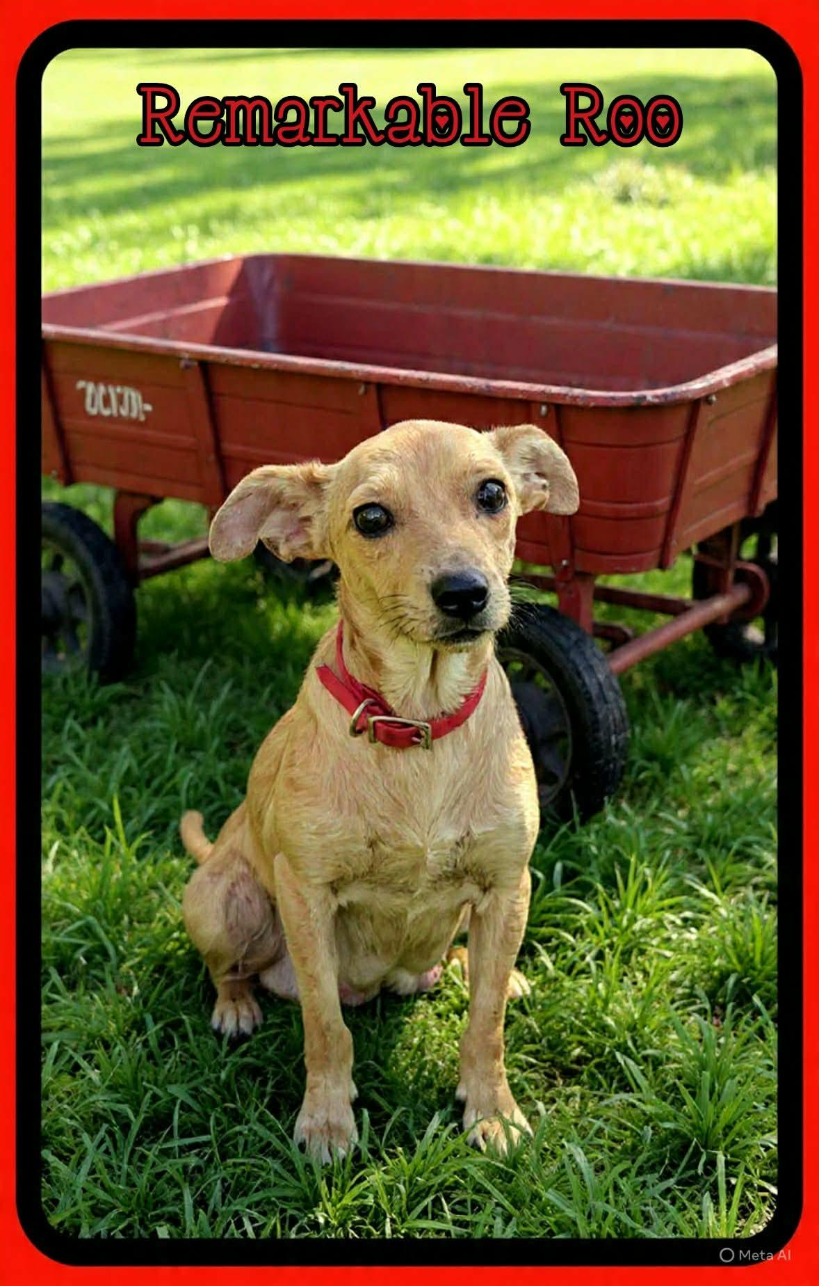 Enlarge Roo, an adopted mixed breed in Grove, OK image 4/4