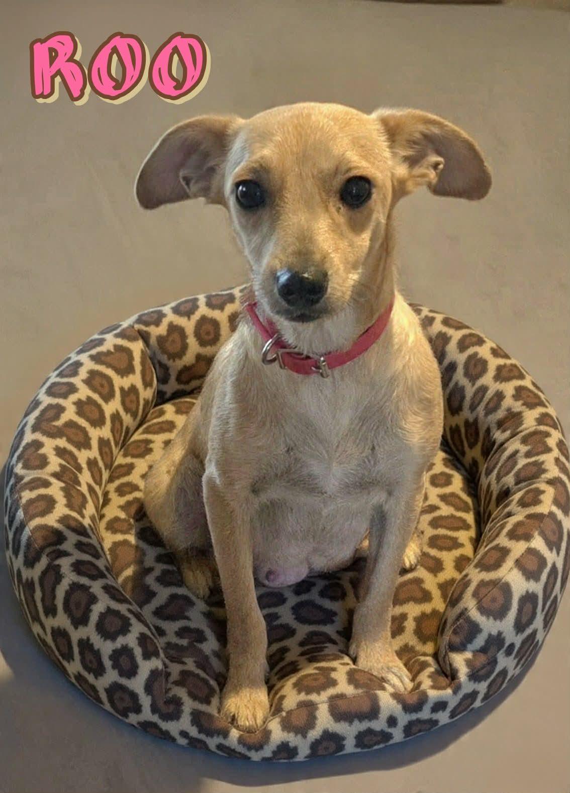 Roo, adopted, Young Female Whippet & Chihuahua.