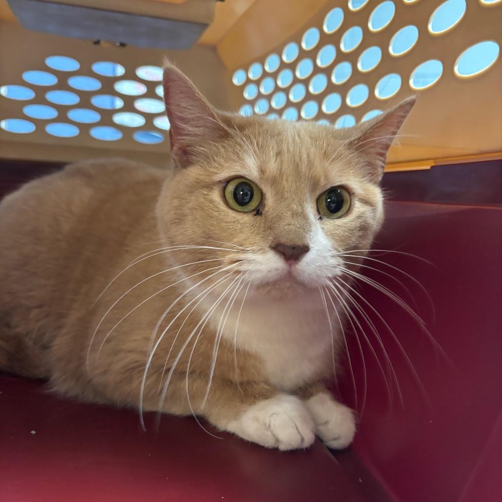 Mango, Adoptable, Adult Female Domestic Short Hair.
