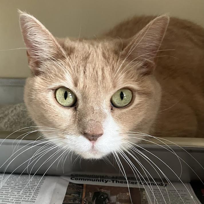 Enlarge Mango, a Adoptable Domestic Short Hair in DeKalb, IL image 2/5