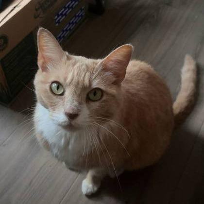 Enlarge Mango, a Adoptable Domestic Short Hair in DeKalb, IL image 2/3