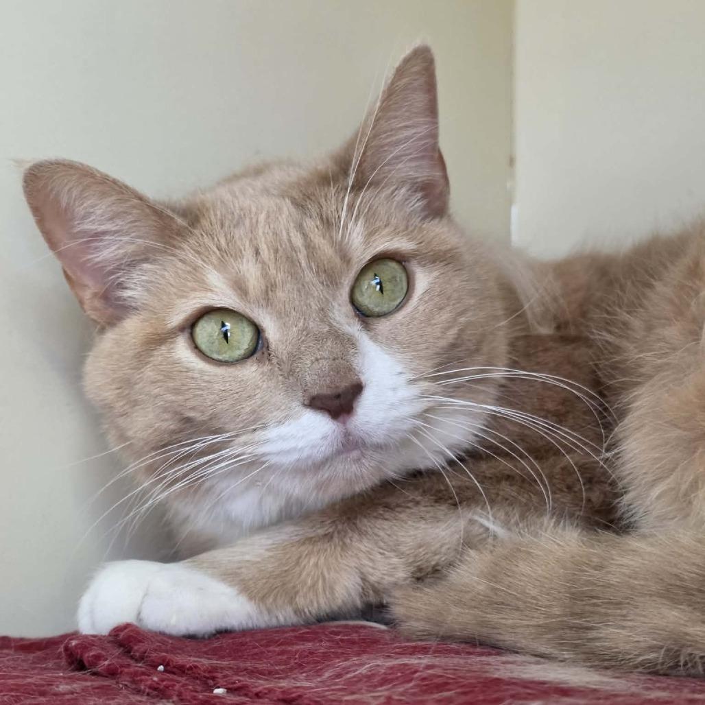 Enlarge Mango, a Adoptable Domestic Short Hair in DeKalb, IL image 4/5