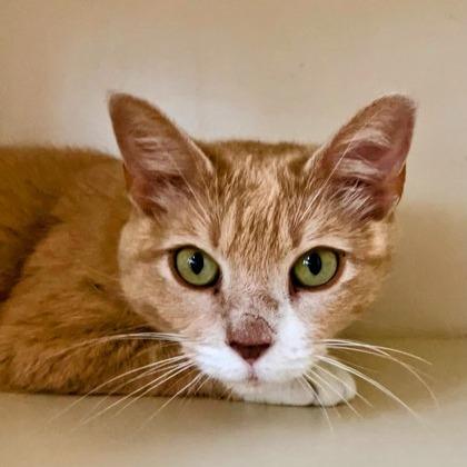 Enlarge Mango, a Adoptable Domestic Short Hair in DeKalb, IL image 3/3