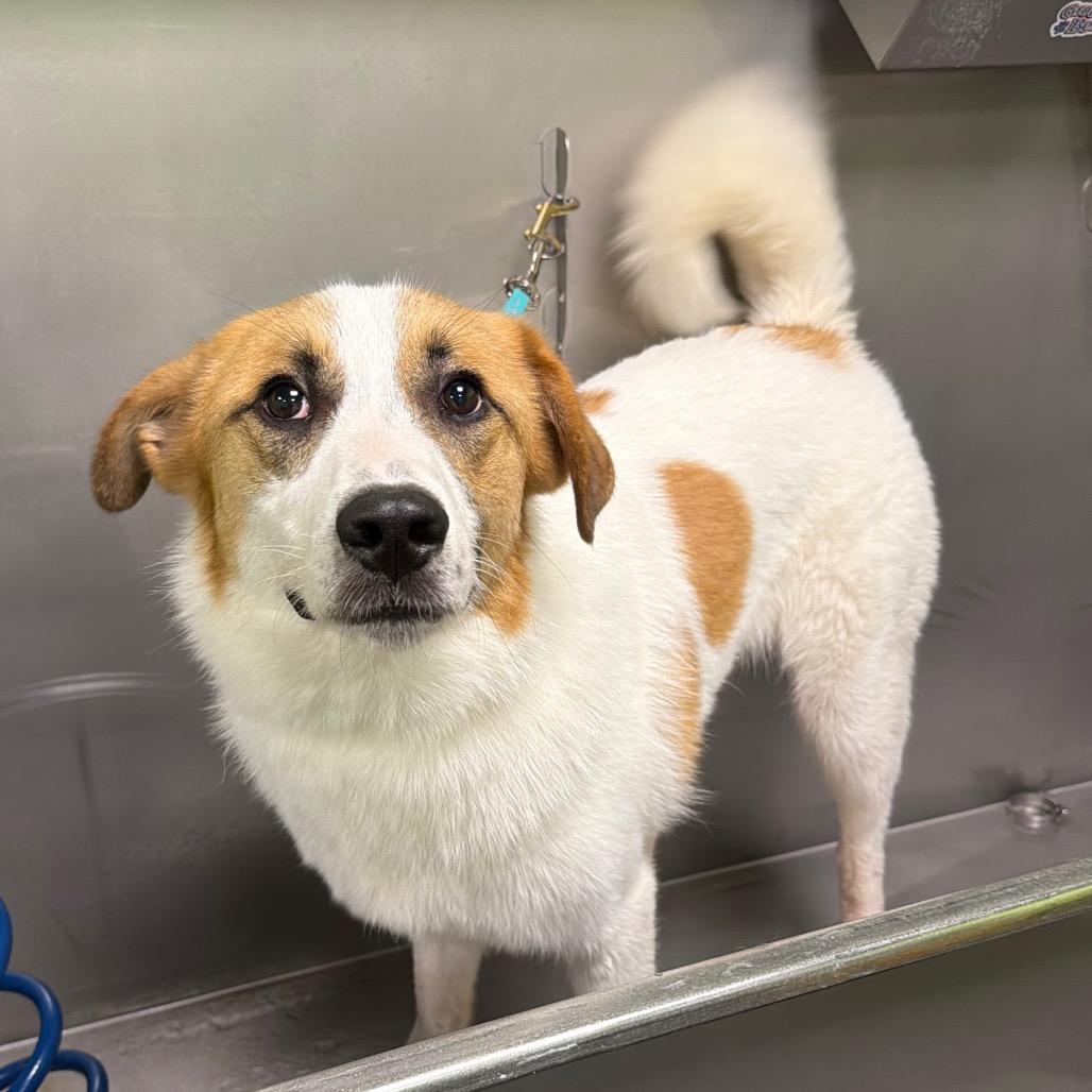 Enlarge Cash, a Adoptable Great Pyrenees in Hollister, FL image 2/6