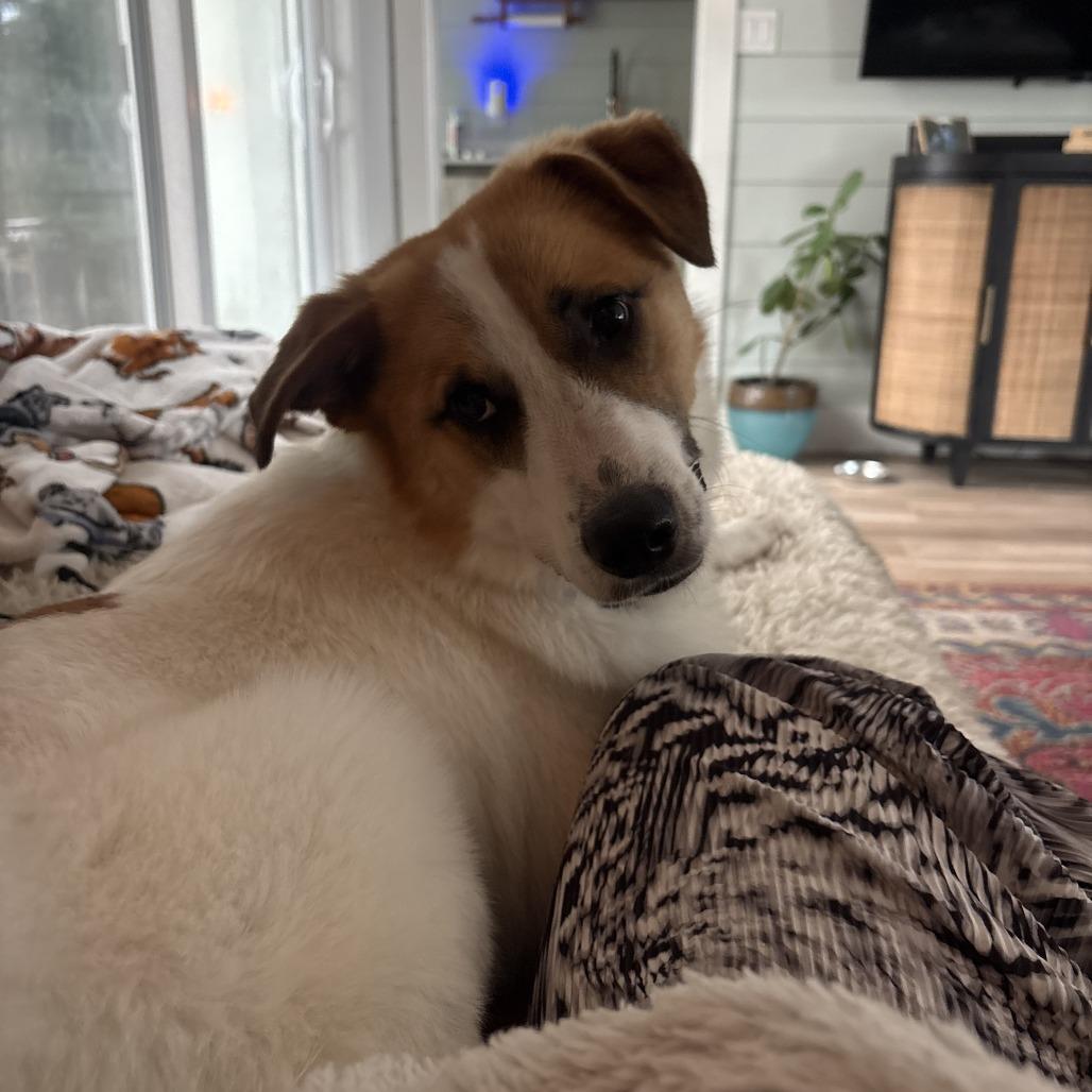 Enlarge Cash, a Adoptable Great Pyrenees in Hollister, FL image 4/6