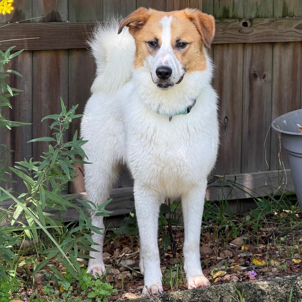 Enlarge Cash, a Adoptable Great Pyrenees in Hollister, FL image 5/6