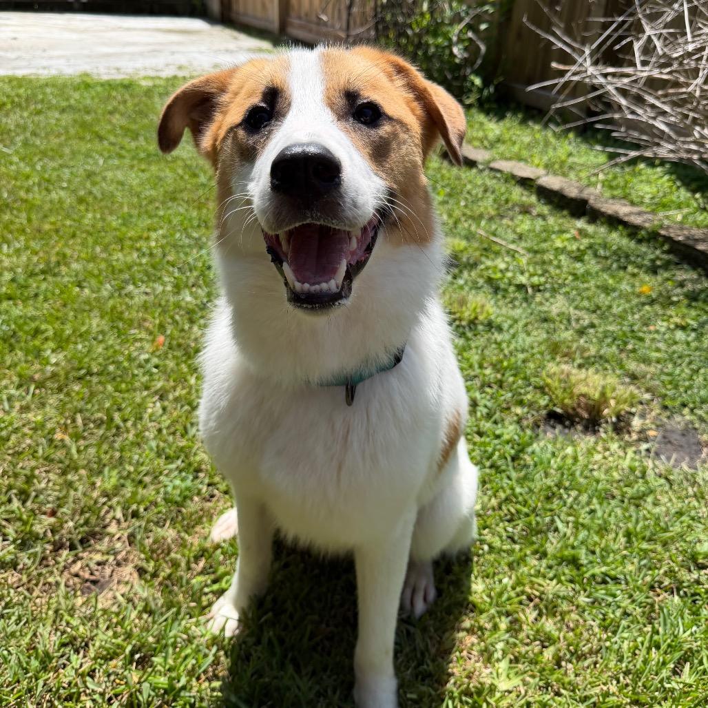 Enlarge Cash, a Adoptable Great Pyrenees in Hollister, FL image 6/6
