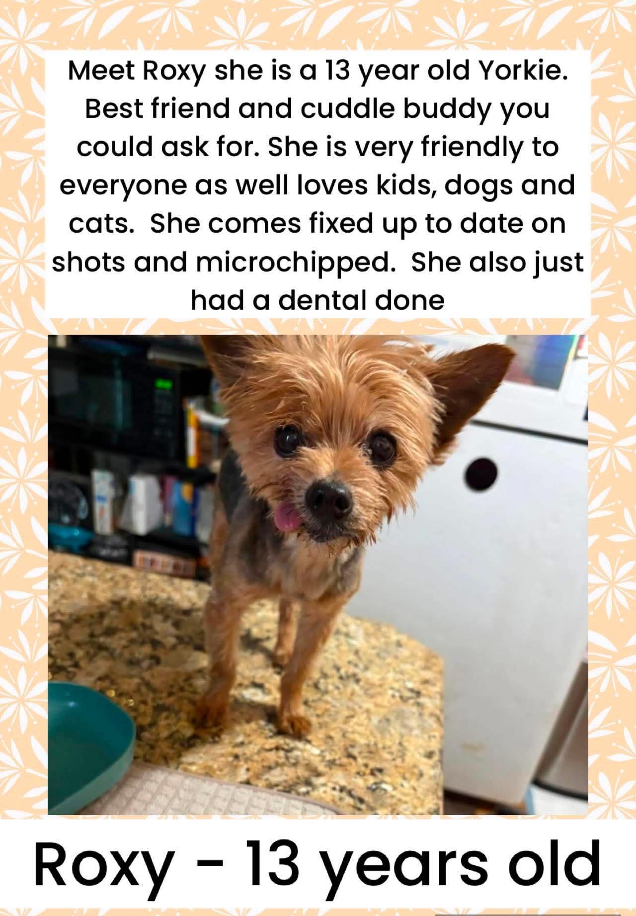 Enlarge Roxy, a ADOPTABLE Yorkshire Terrier in Brigham City, UT image 1/1