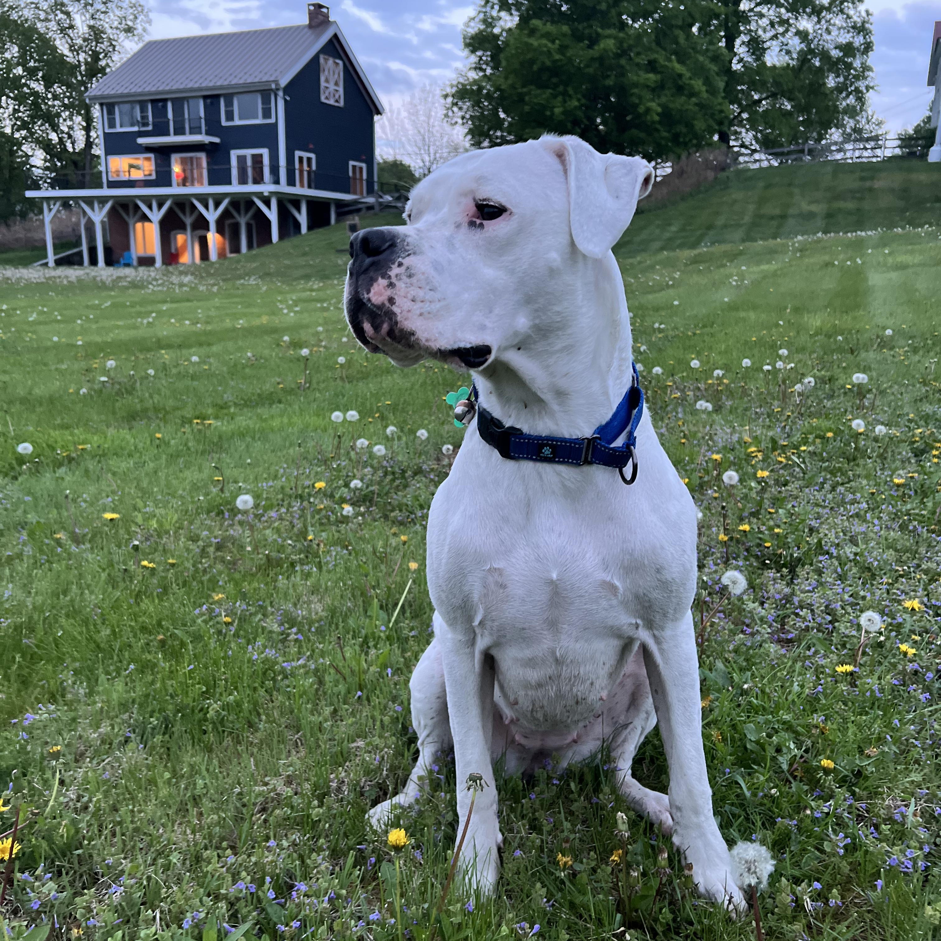 Most Incredible Sky!, ADOPTABLE, Adult Female Dogo Argentino.