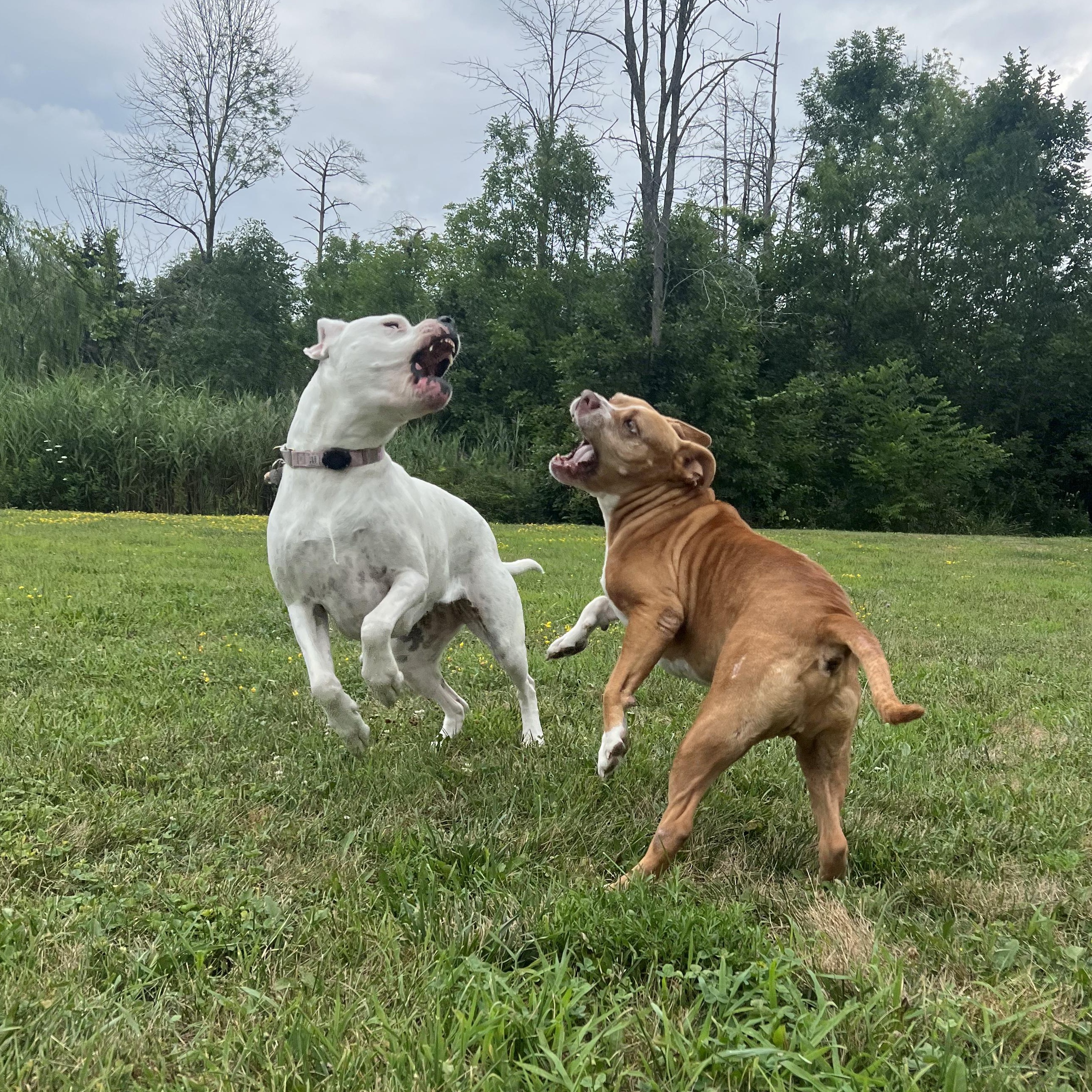 Enlarge Most Incredible Sky!, a ADOPTABLE Dogo Argentino in Germantown, NY image 6/6