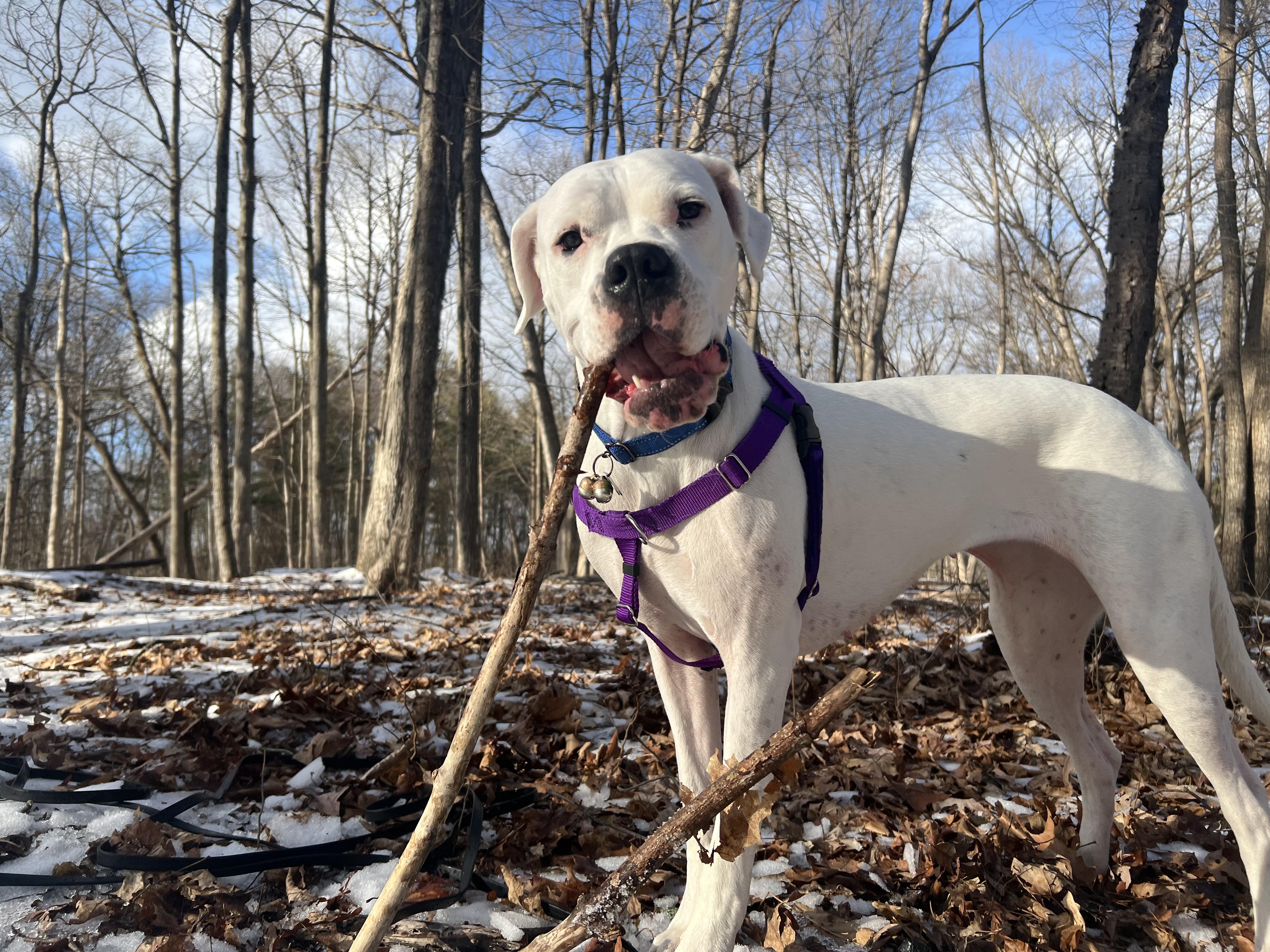 Enlarge Most Incredible Sky!, a ADOPTABLE mixed breed in Germantown, NY image 6/6