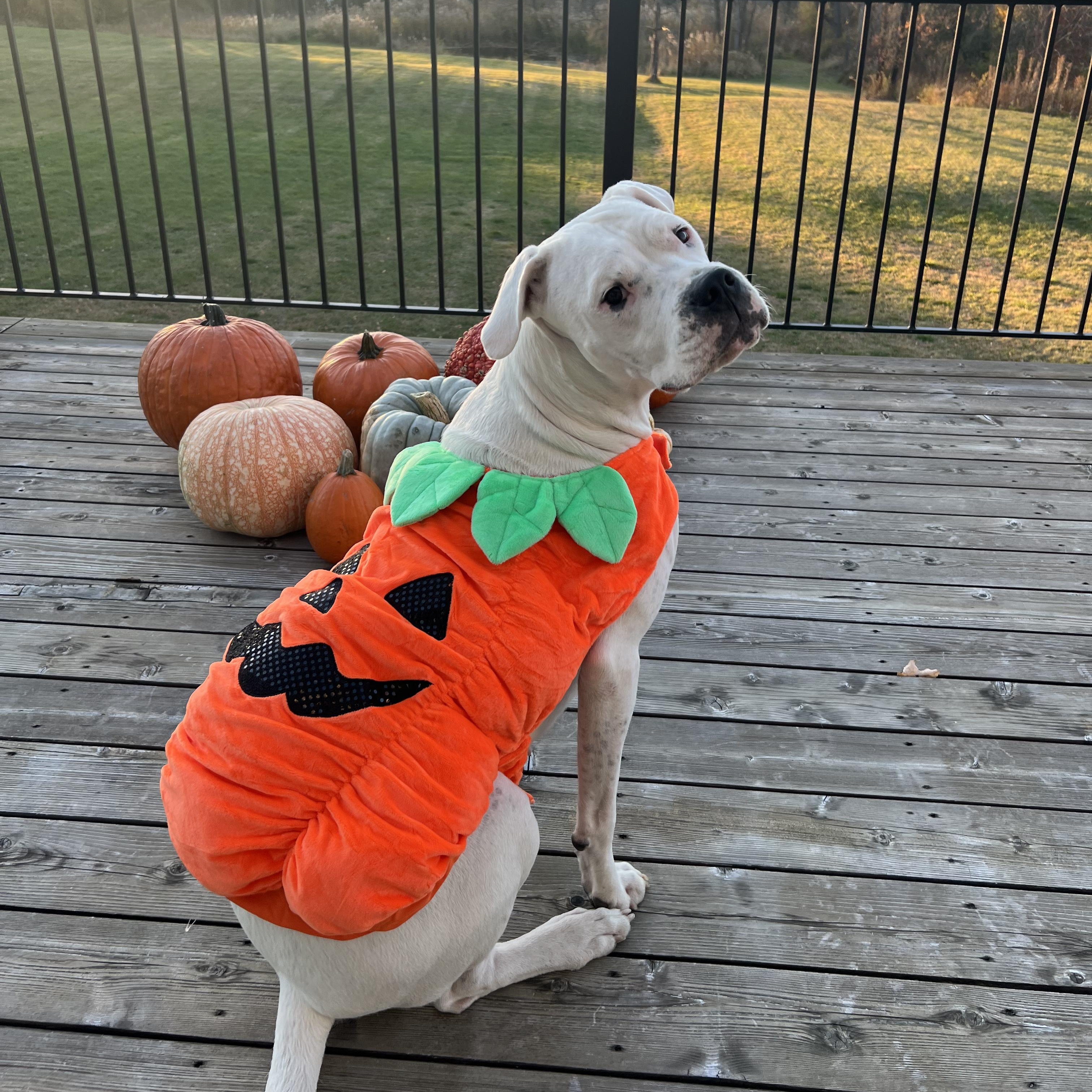 Enlarge Most Incredible Sky!, a ADOPTABLE Dogo Argentino in Germantown, NY image 3/6