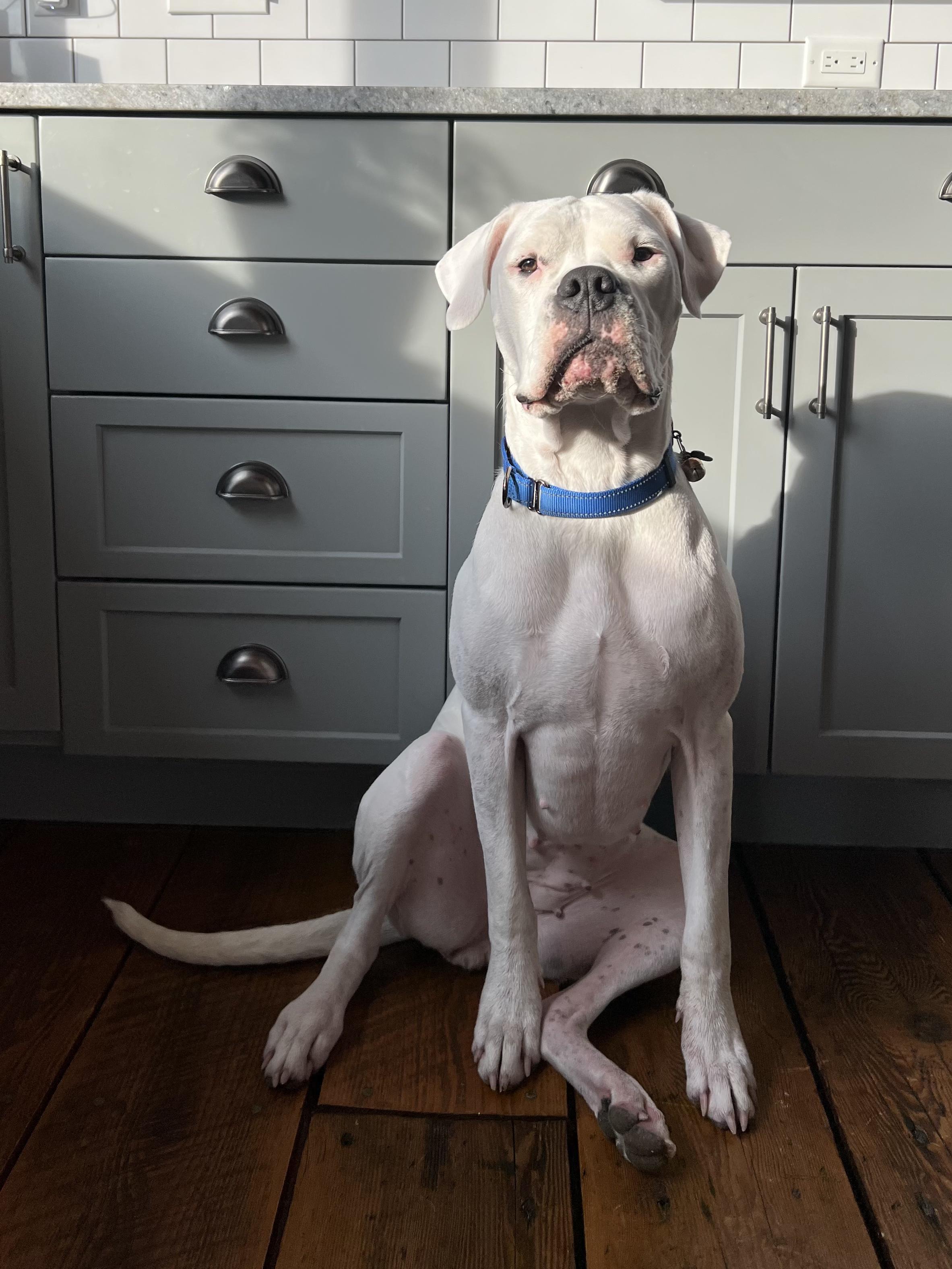 Most Incredible Sky!, ADOPTABLE, Adult Female Mixed Breed & Dogo Argentino.