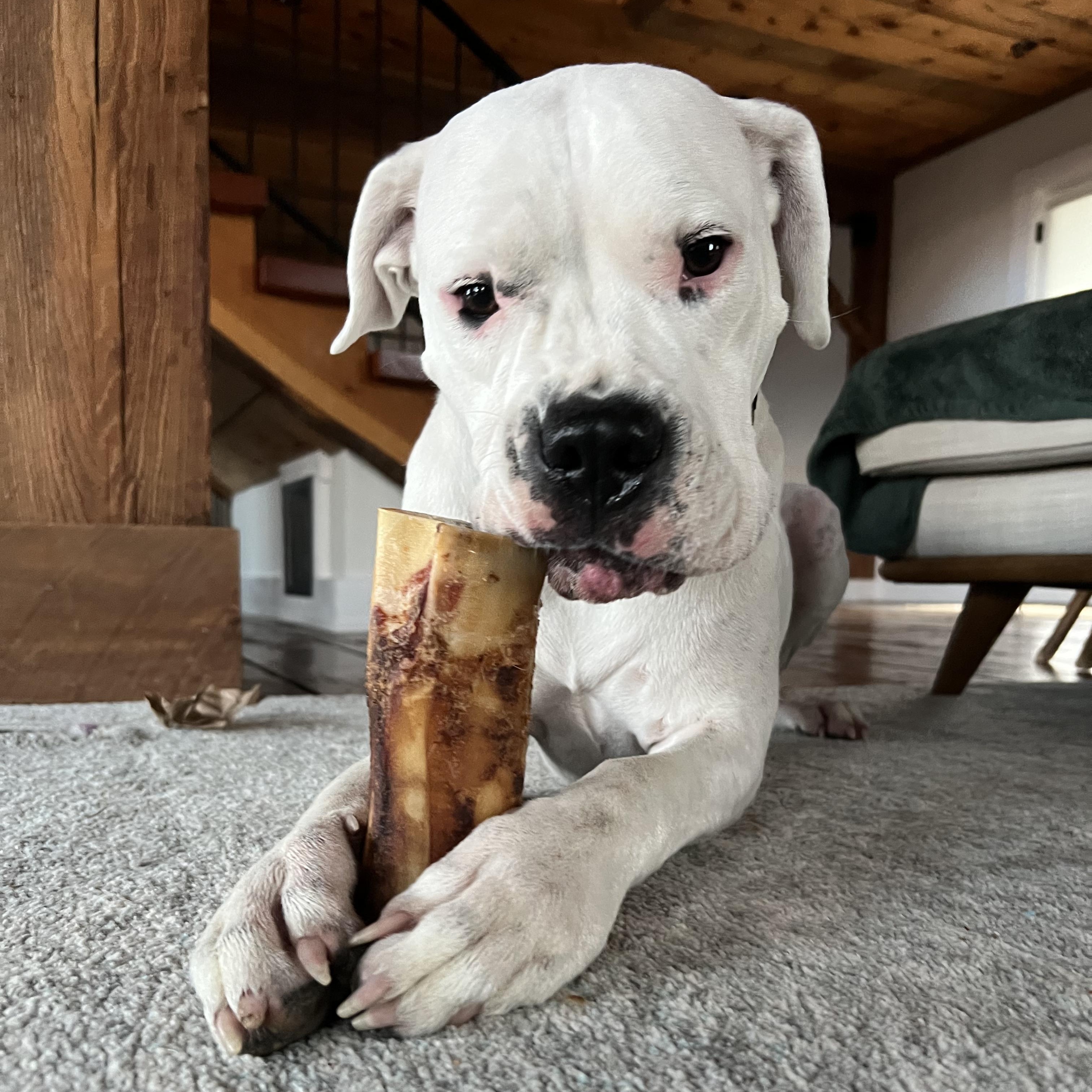Enlarge Most Incredible Sky!, a ADOPTABLE Dogo Argentino in Germantown, NY image 2/6
