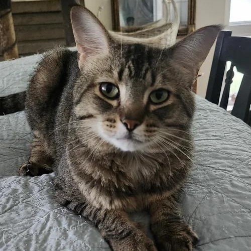 Oliver, adoptable, Young Male Domestic Short Hair.