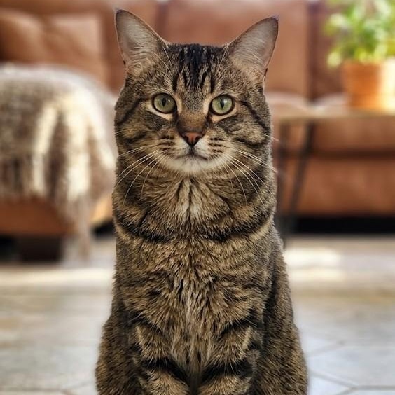 Oliver, ADOPTABLE, Young Male Domestic Short Hair.