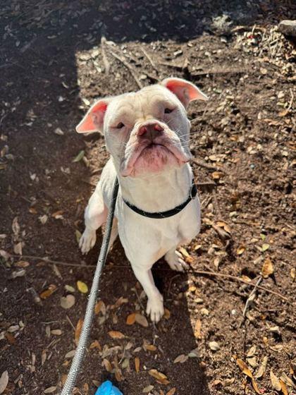 Sandy Beach - 2, Adoptable, Adult Female Mixed Breed & Mixed Breed.