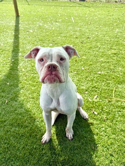 Enlarge Sandy Beach - 2, a Adoptable mixed breed in Daytona Beach, FL image 2/2