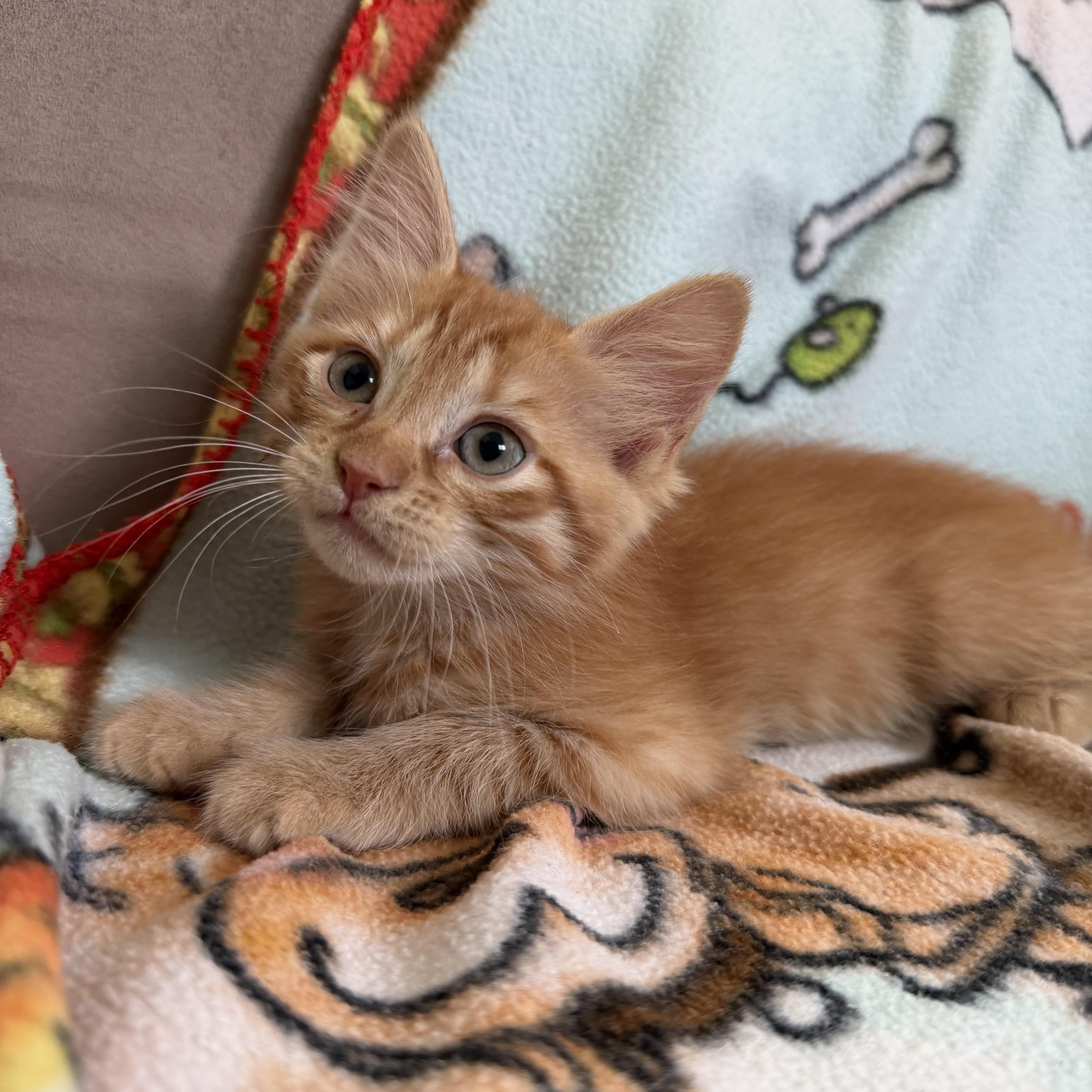 Enlarge Riesling, an adopted Domestic Medium Hair in Pacific Palisades, CA image 5/6