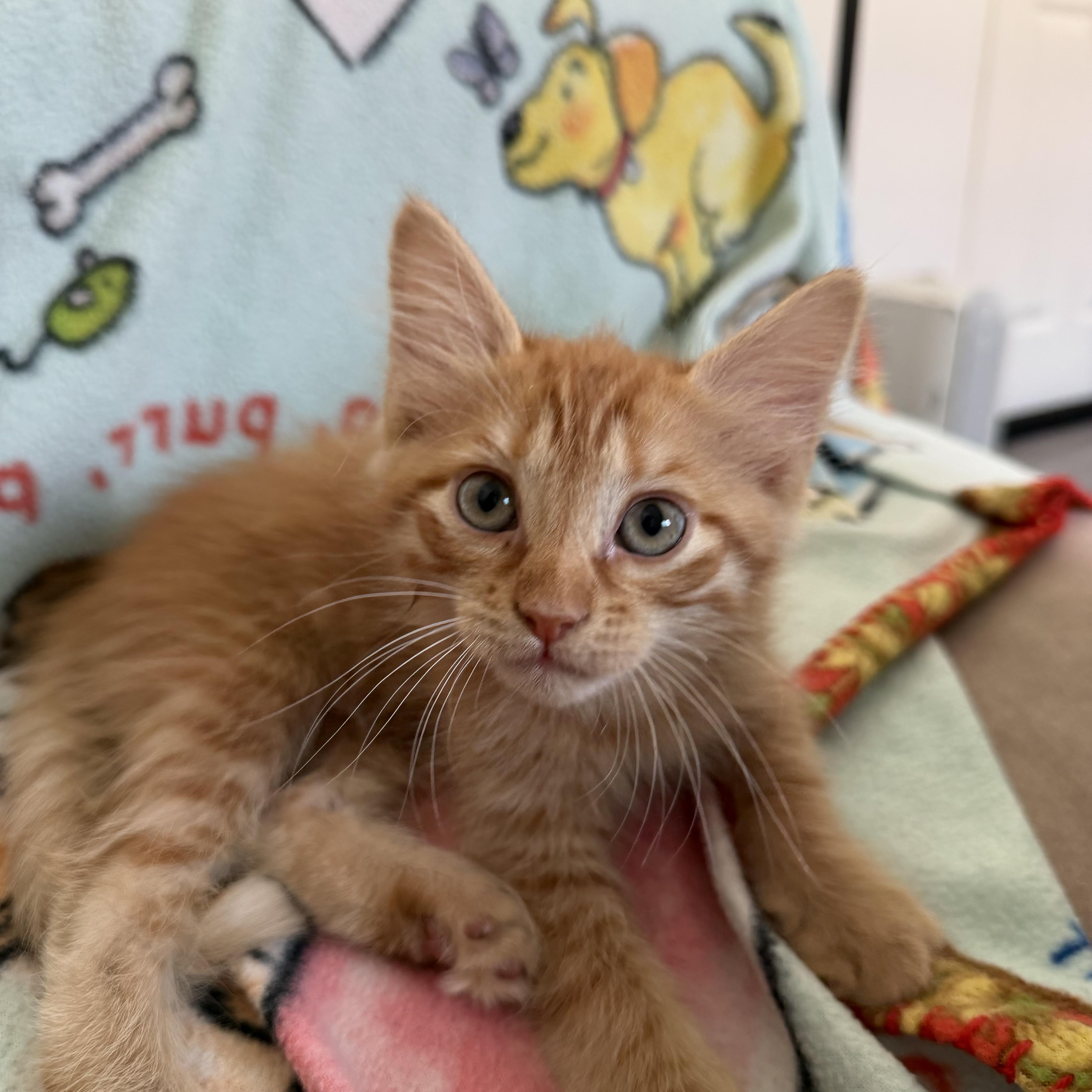 Enlarge Riesling, an adopted Domestic Medium Hair in Pacific Palisades, CA image 3/6