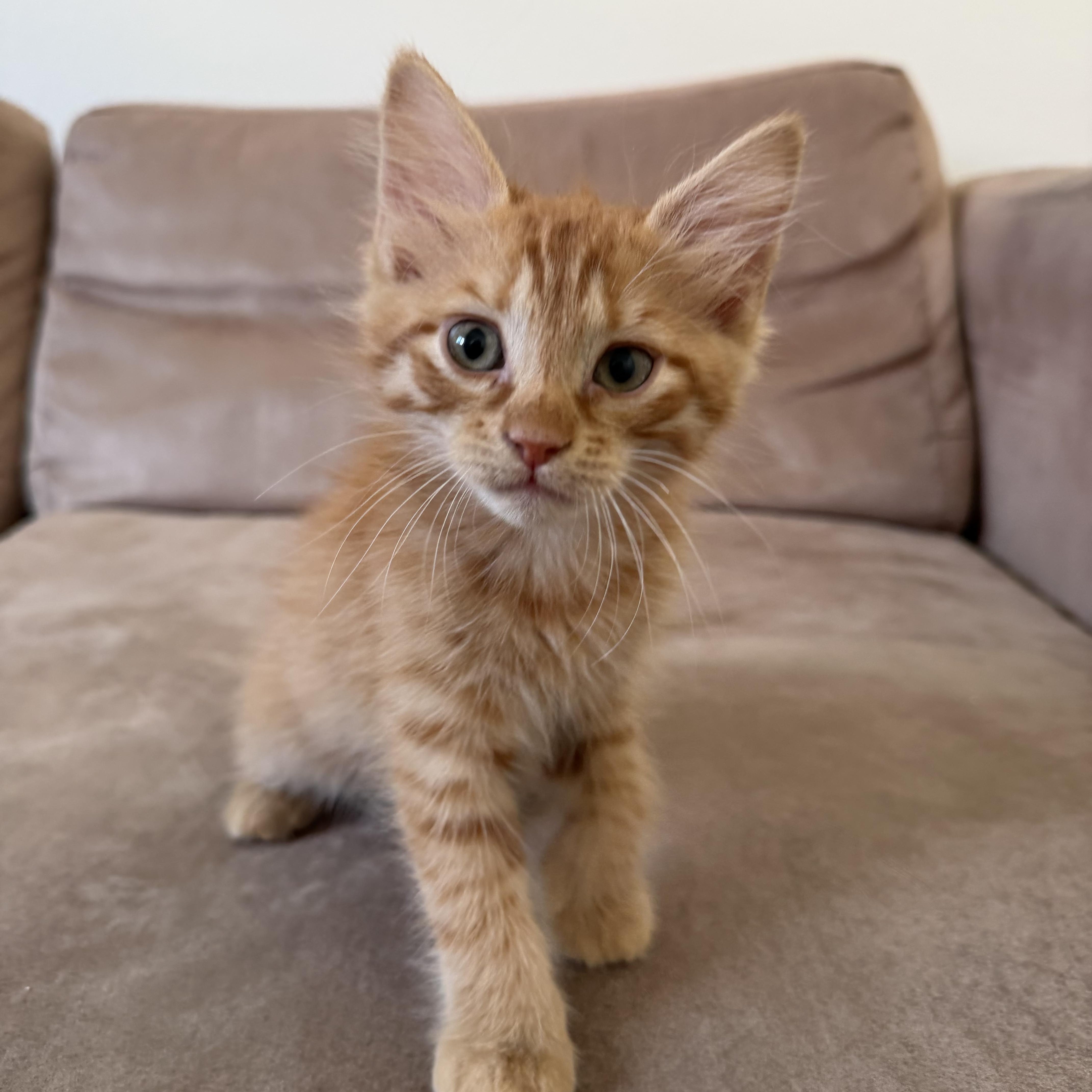 Enlarge Riesling, an adopted Domestic Medium Hair in Pacific Palisades, CA image 1/6