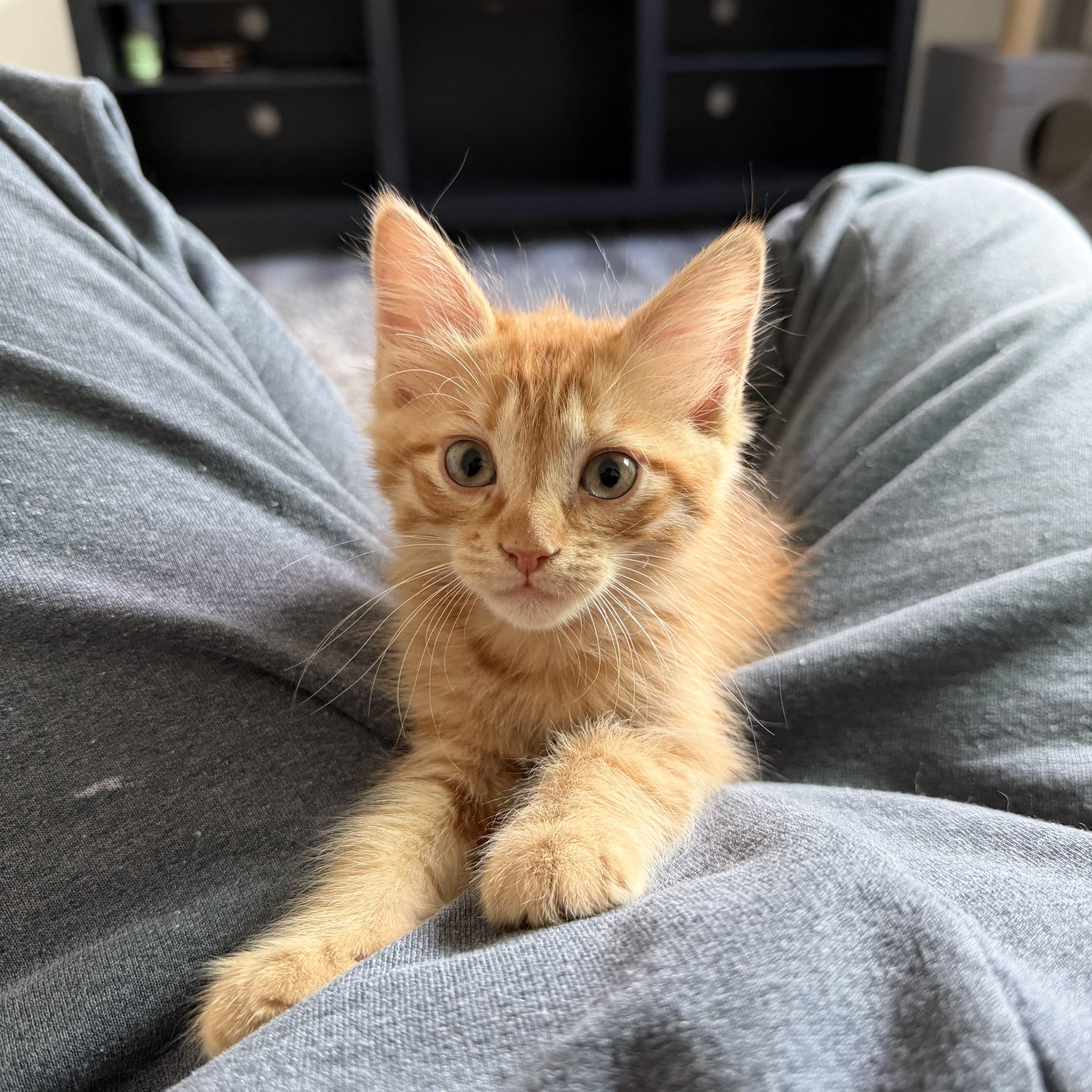 Enlarge Riesling, an adopted Domestic Medium Hair in Pacific Palisades, CA image 2/6