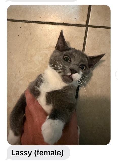 Lassy, a Adoptable mixed breed in Gardena, CA image 2/3