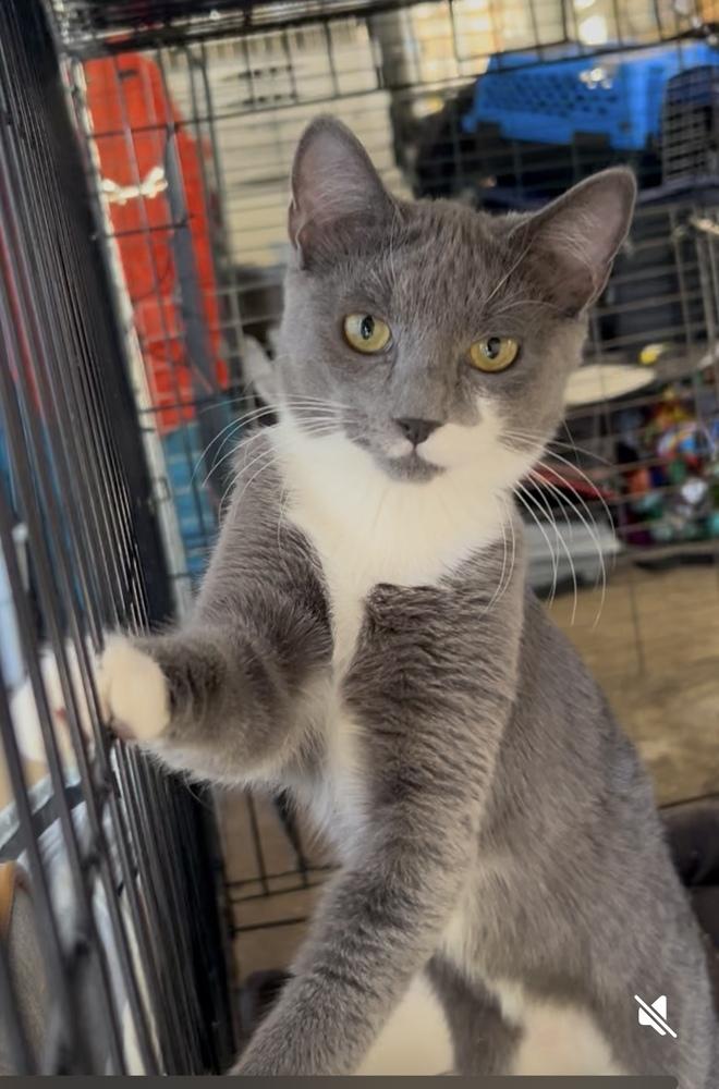 Lassy, a Adoptable mixed breed in Gardena, CA image 3/3