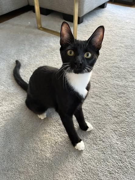 Bow, Adoptable, Young Male Domestic Short Hair.