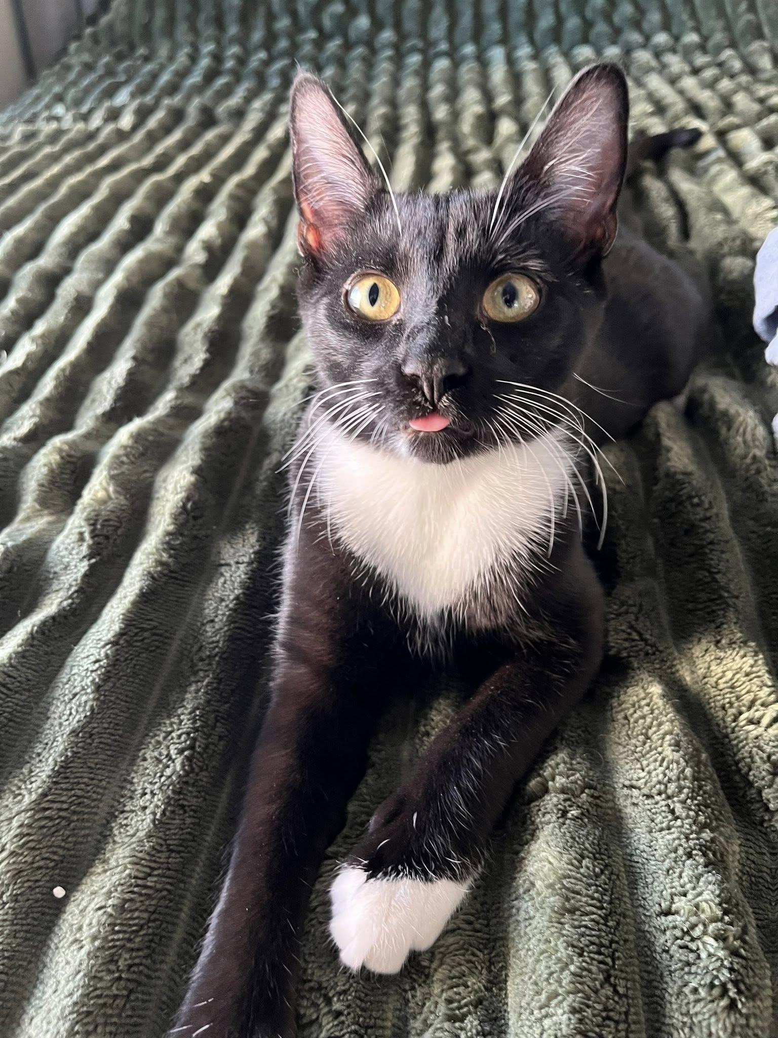 Enlarge Bow, a Adoptable Domestic Short Hair in Orleans, ON image 2/3