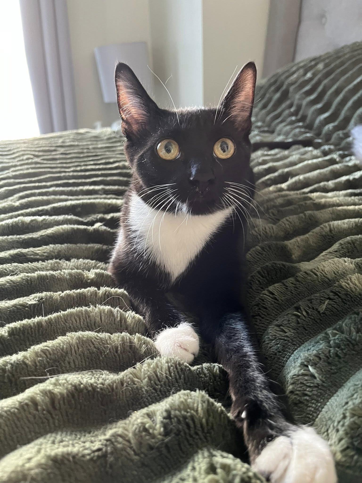 Enlarge Bow, a Adoptable Domestic Short Hair in Orleans, ON image 3/3