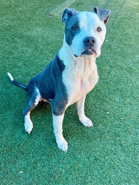 Enlarge ACE, a Adoptable Mixed Breed in Dallas, TX image 1/1