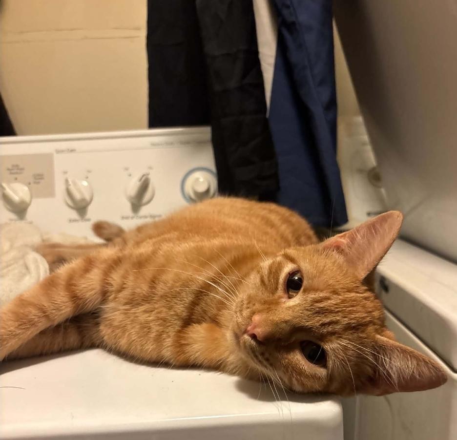 Enlarge Dodo, a Adoptable Domestic Short Hair in Lincoln, NE image 3/4