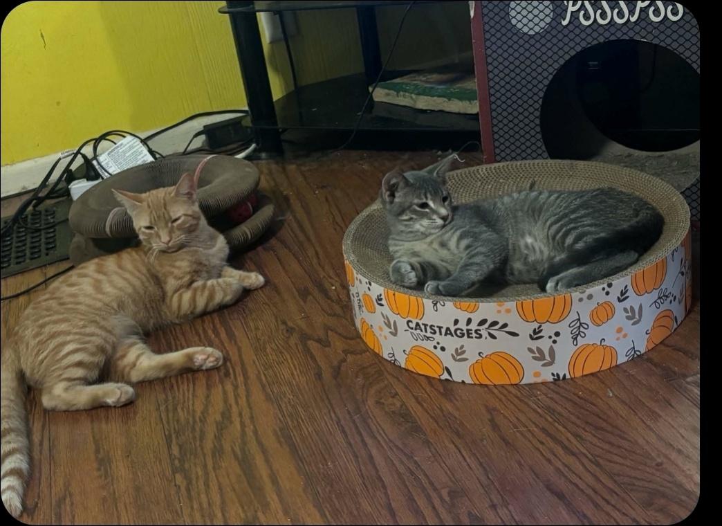Enlarge Dodo, a Adoptable Domestic Short Hair in Lincoln, NE image 4/4
