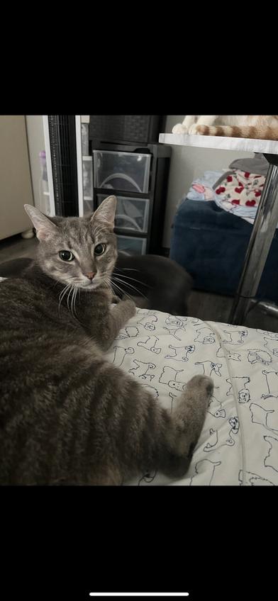 Enlarge Squeakerz & Ash, a Adoptable mixed breed in DENVER, CO image 2/4