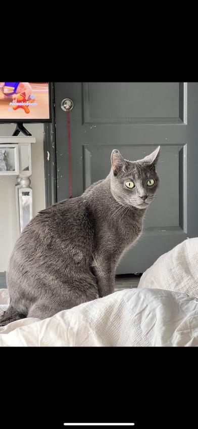 Enlarge Squeakerz & Ash, a Adoptable mixed breed in DENVER, CO image 3/4