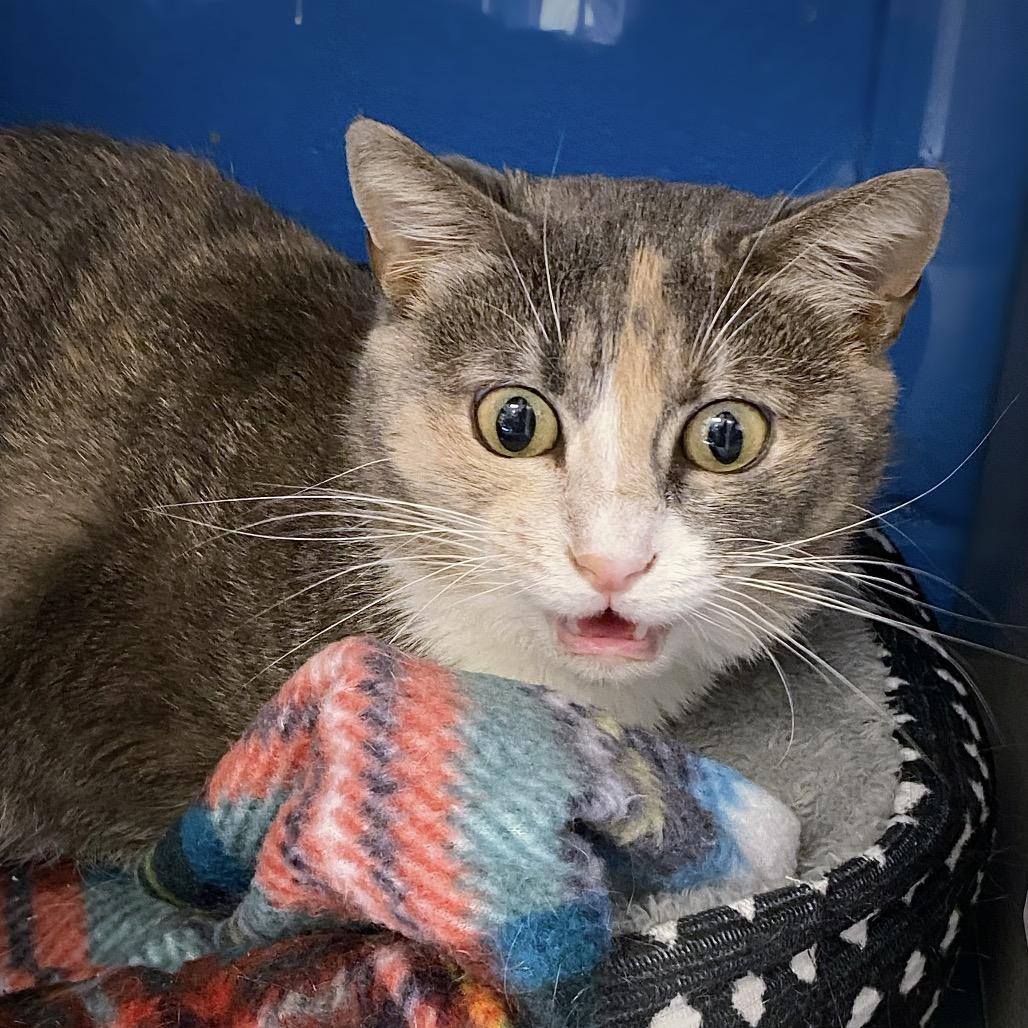 Robin, Adoptable, Adult Female Domestic Short Hair.