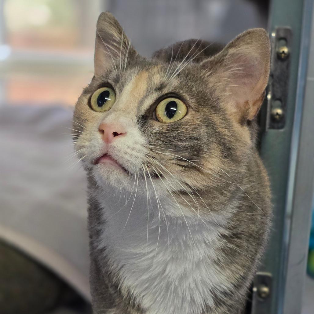Enlarge Robin, a Adoptable Domestic Short Hair in Huntsville, AL image 3/5
